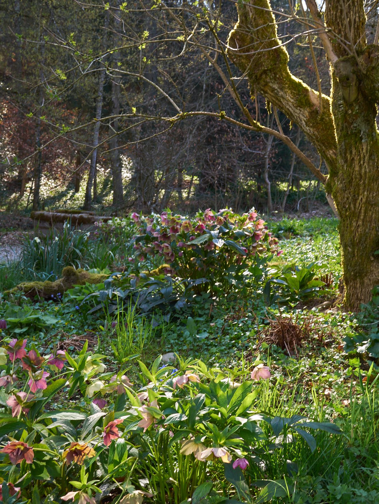 Frühlingsgarten