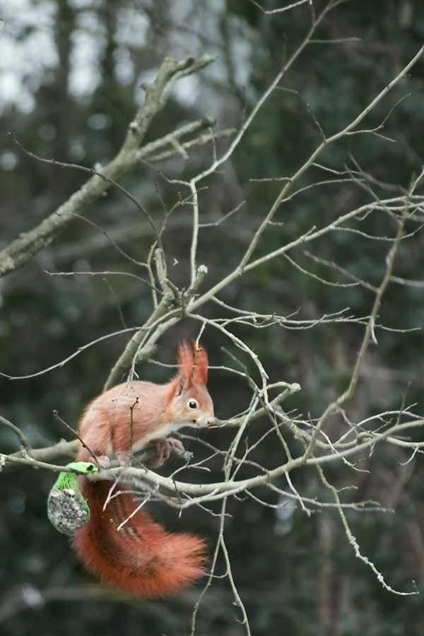 Eichhörnchen