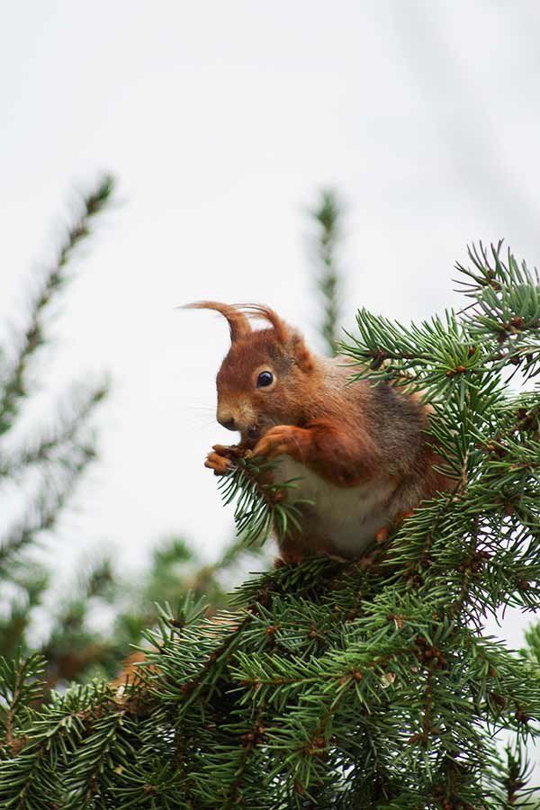 Eichhörnchen