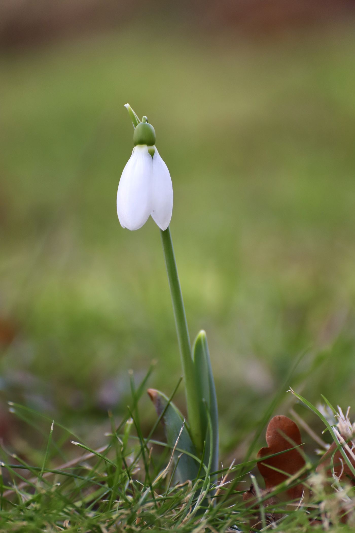 Schneeglöckchen