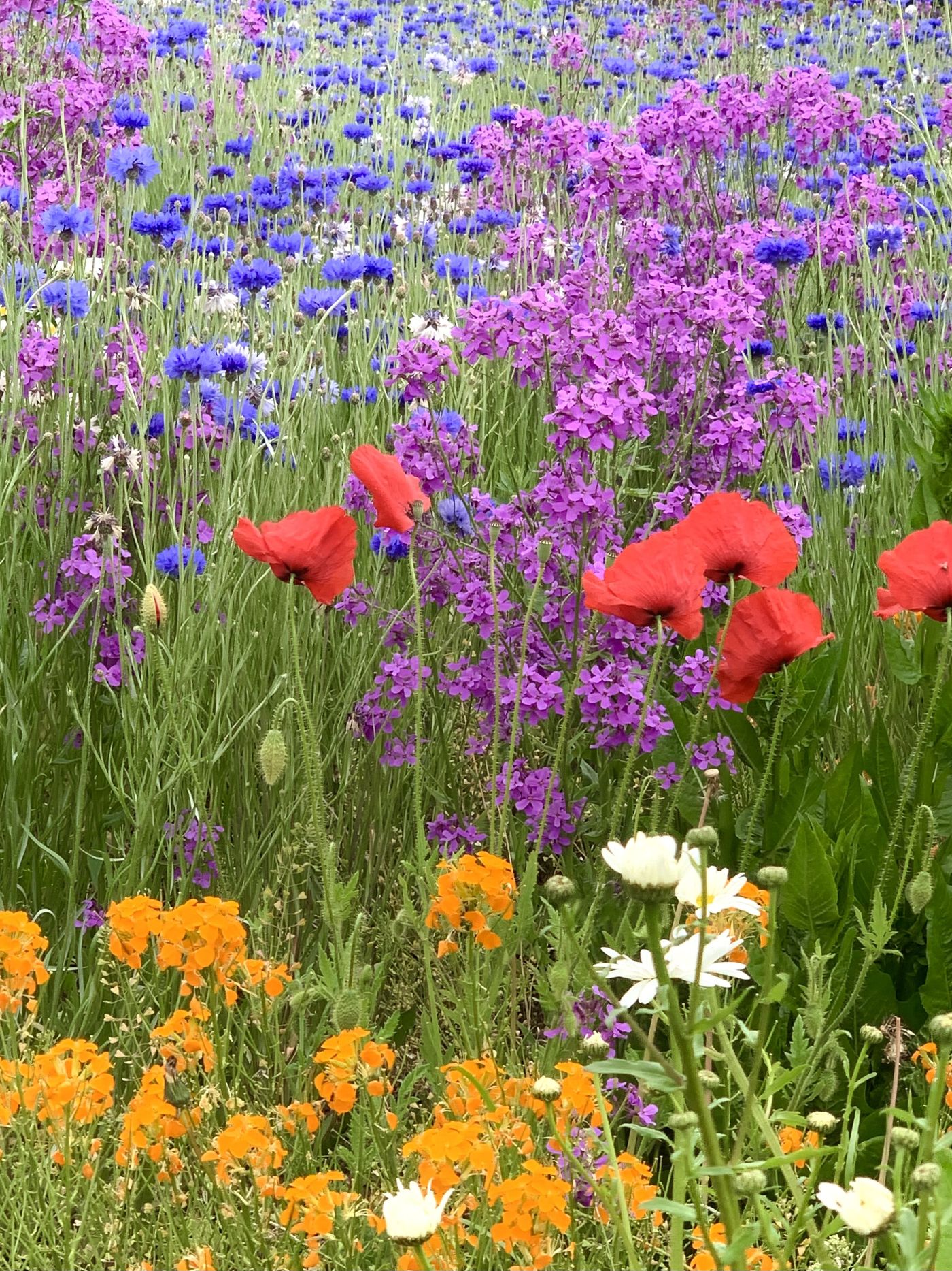 Wiesenblumen