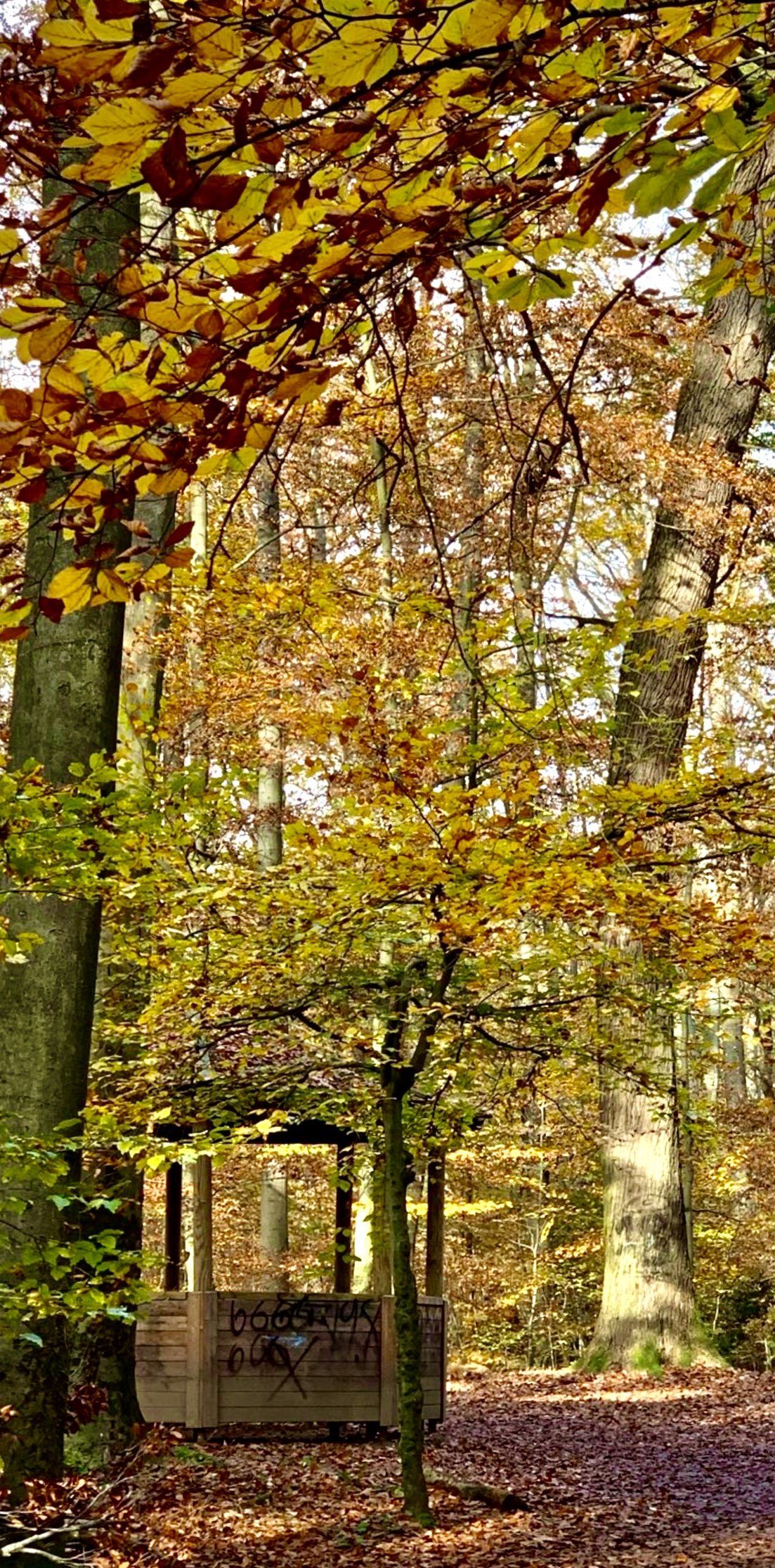 Herbstwald