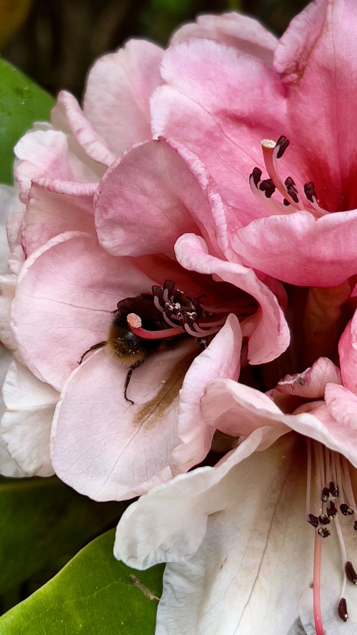 Rhododendron