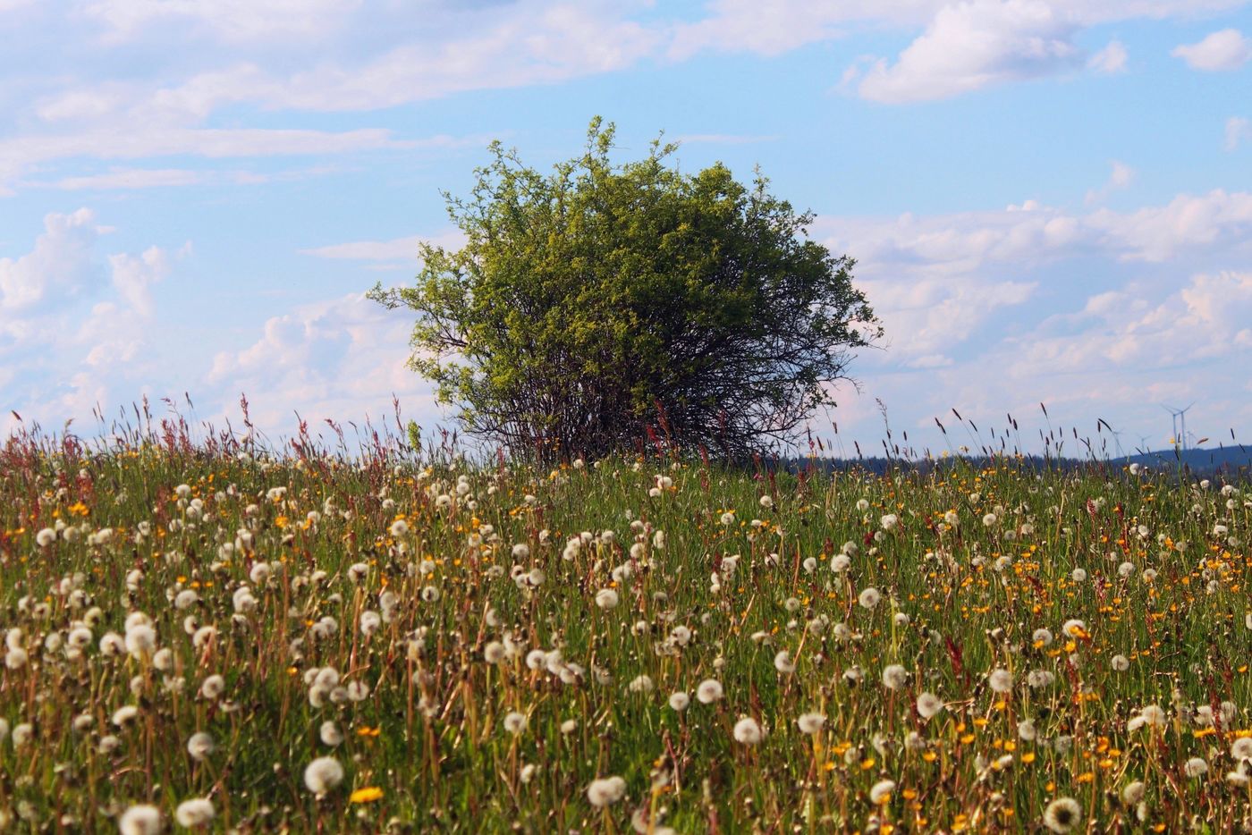 Pusteblumen