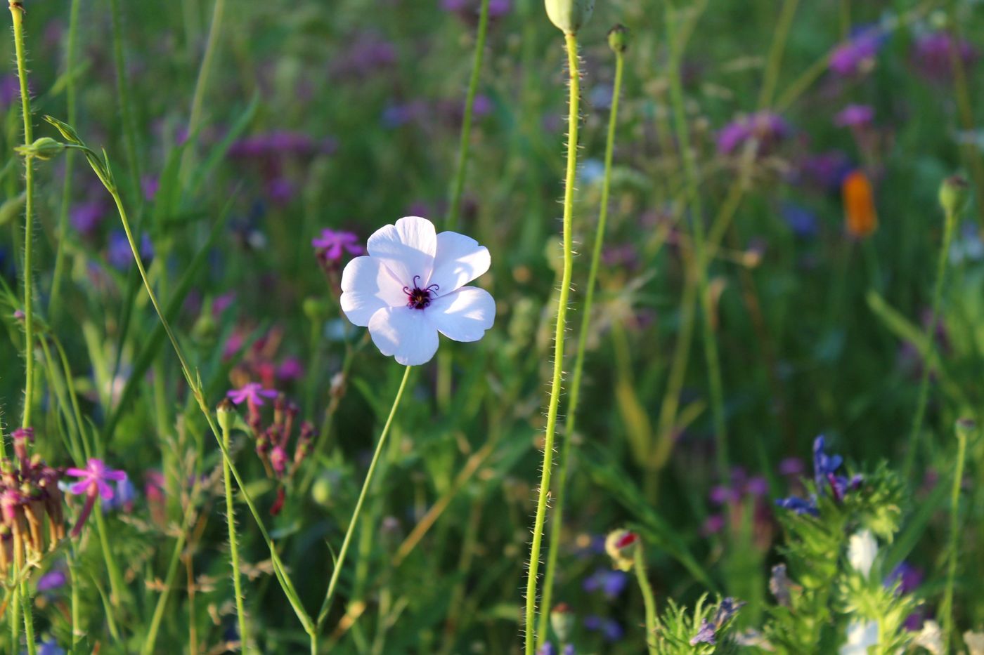 Blumenwiese