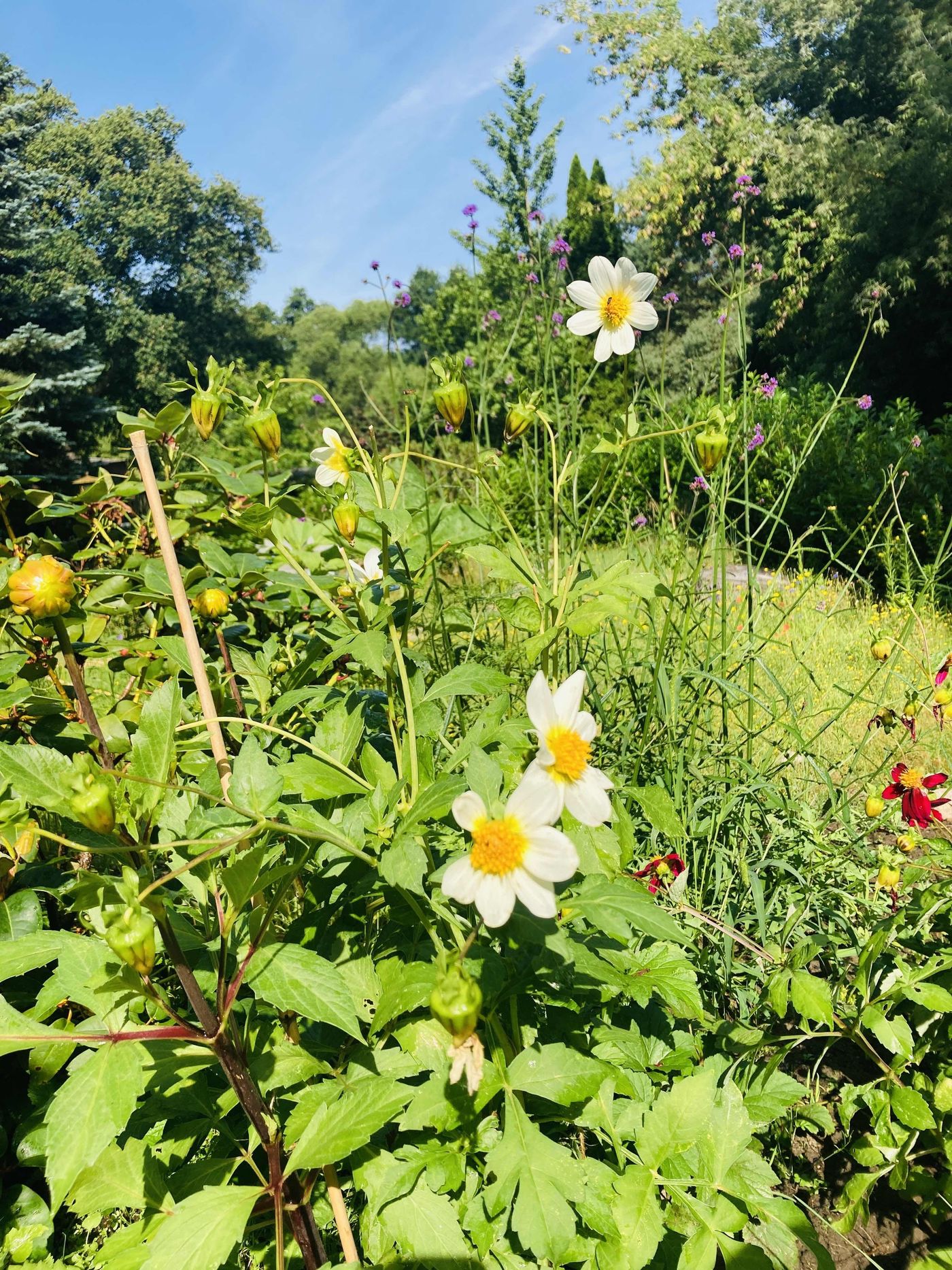 Gartenliebe