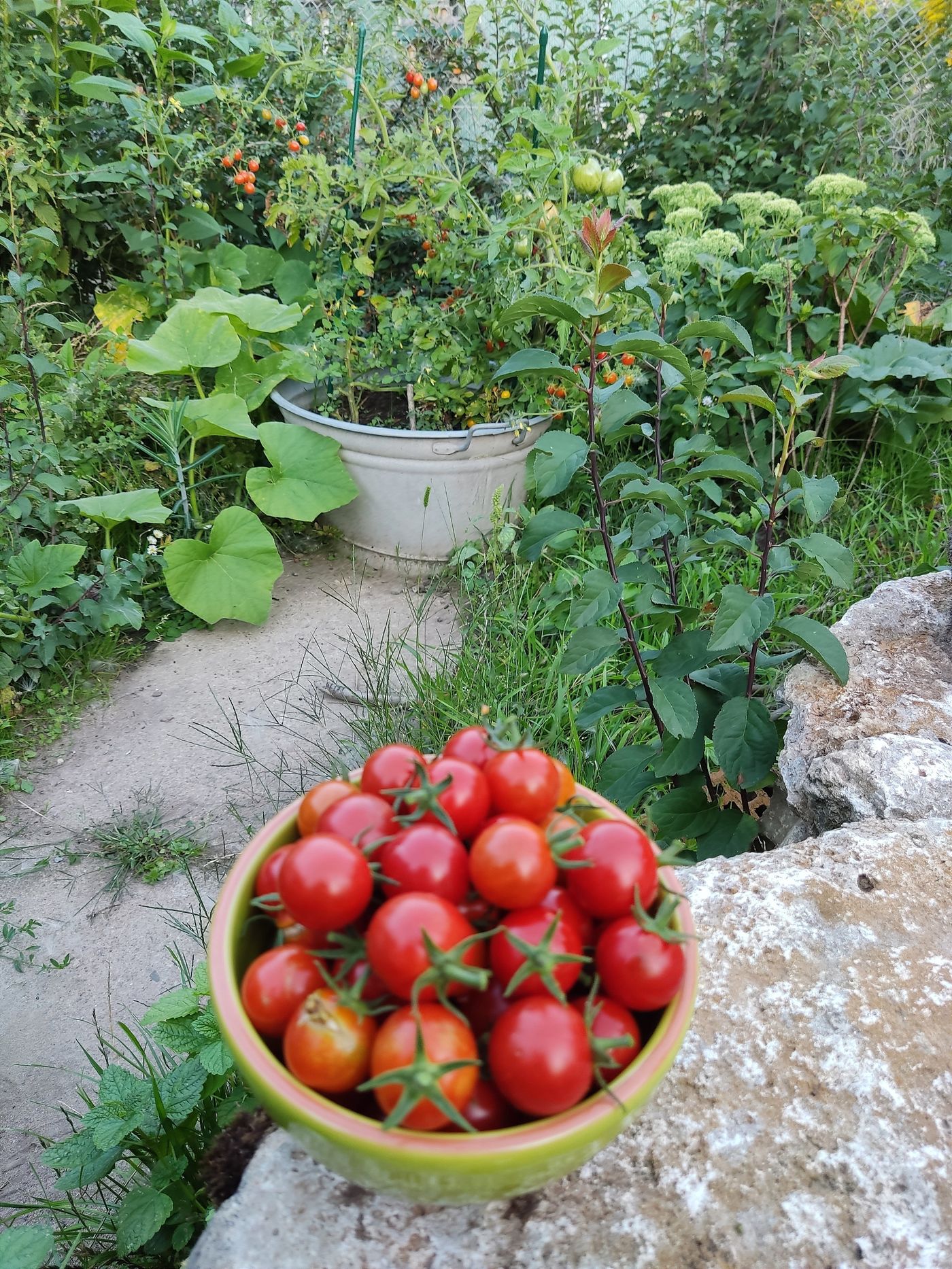 Tomaten Garten Ernte