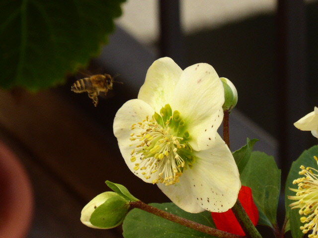 Helleborus