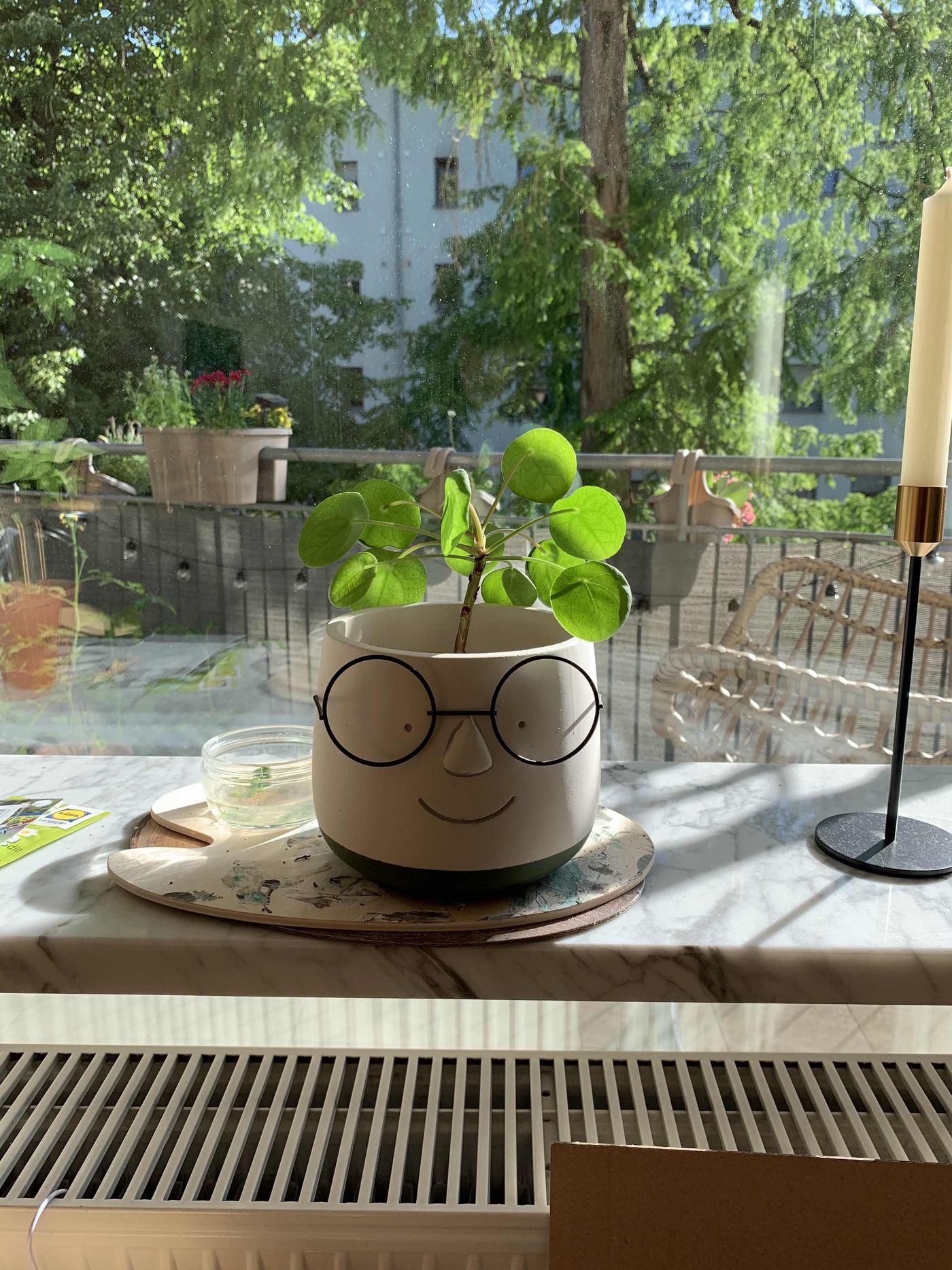 pilea