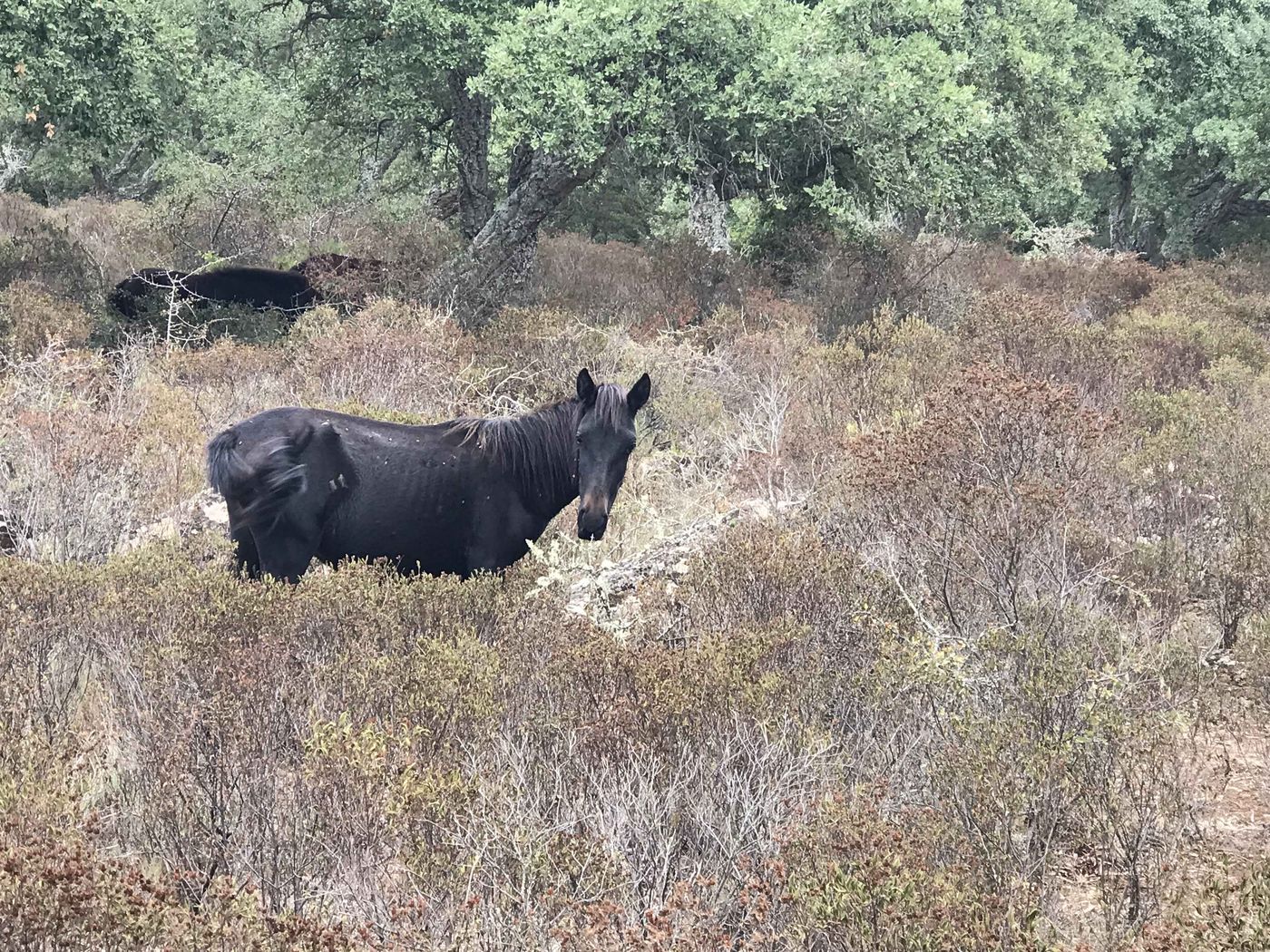 Sardinien