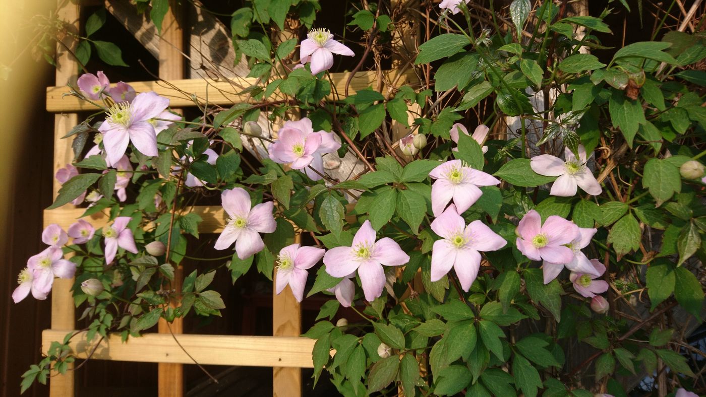 Clematis