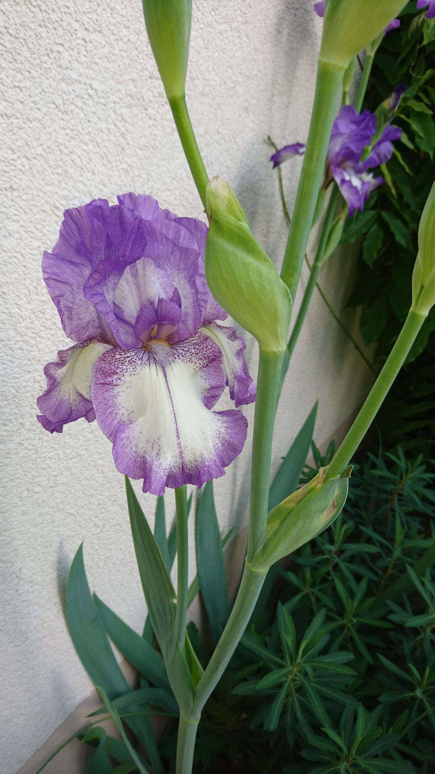 Iris