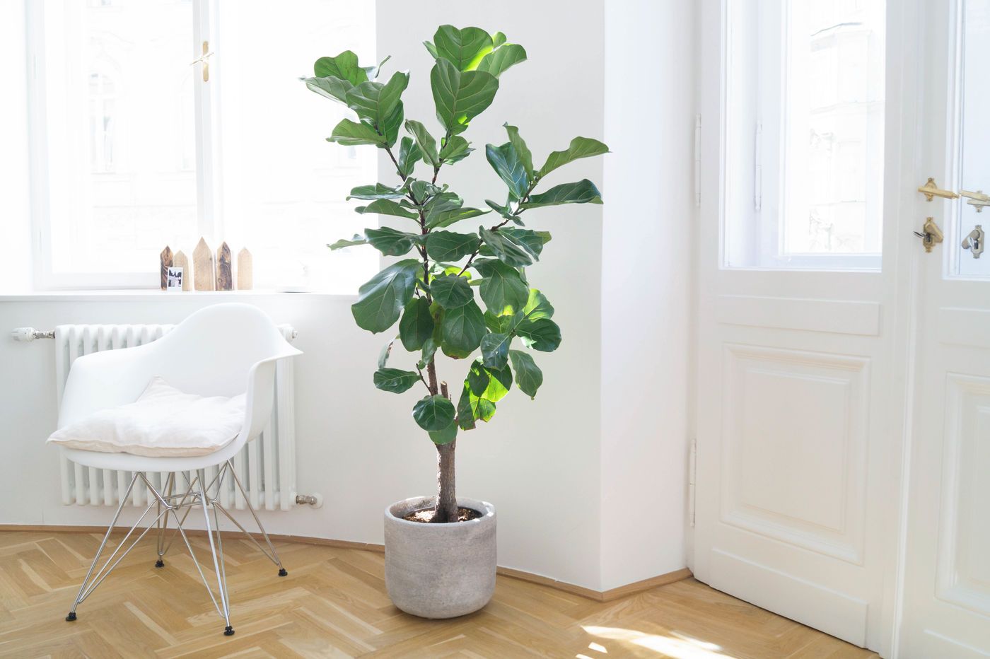 Ficus