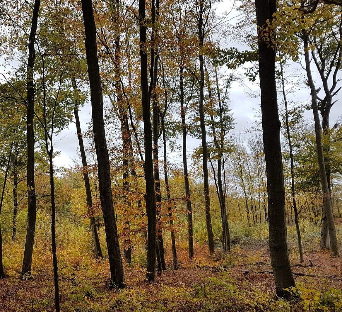 Herbstwald