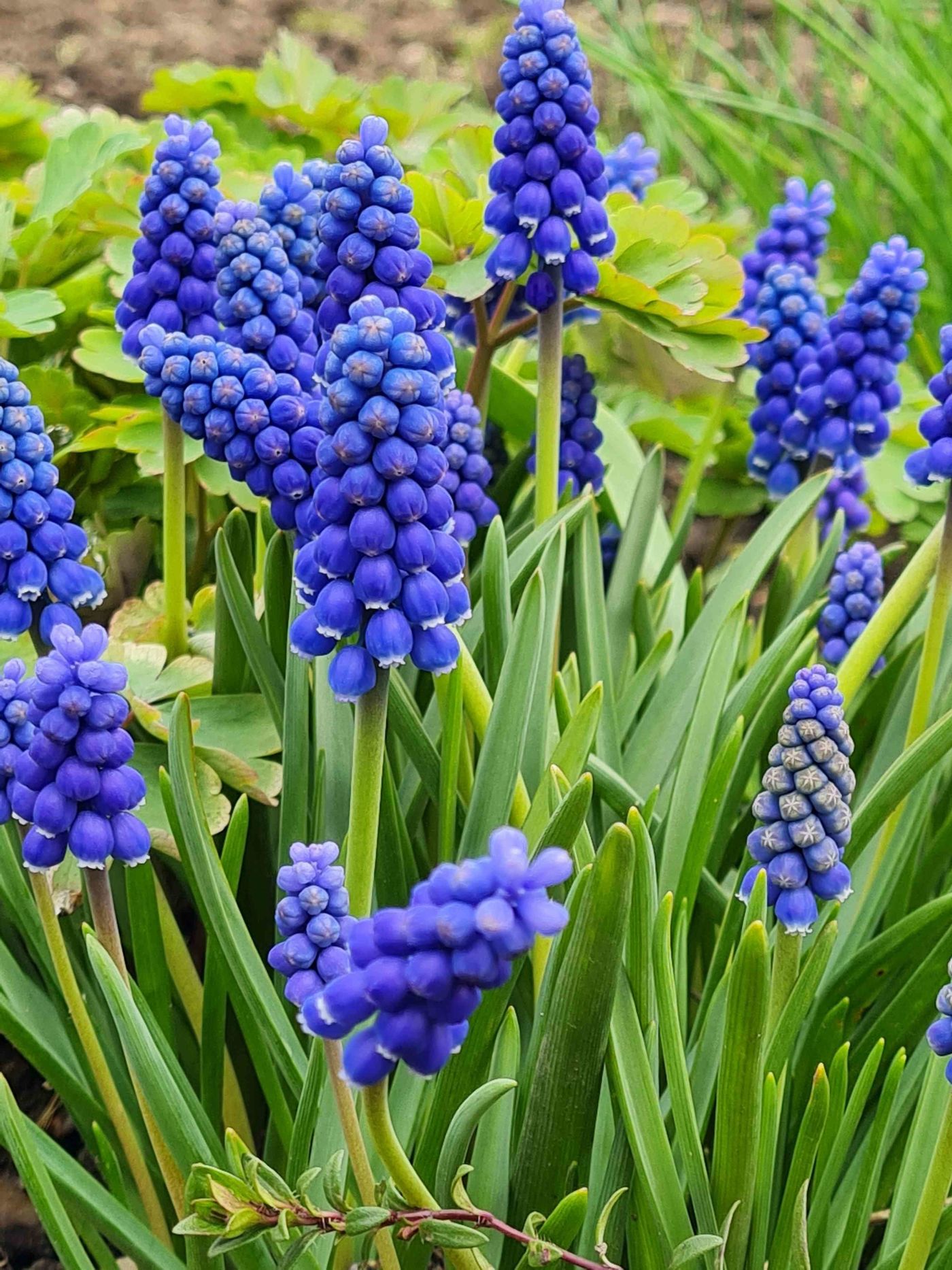 Muscari