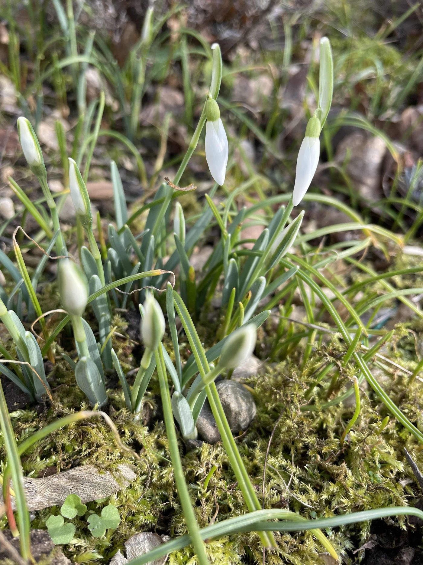 Schneegloeckchen