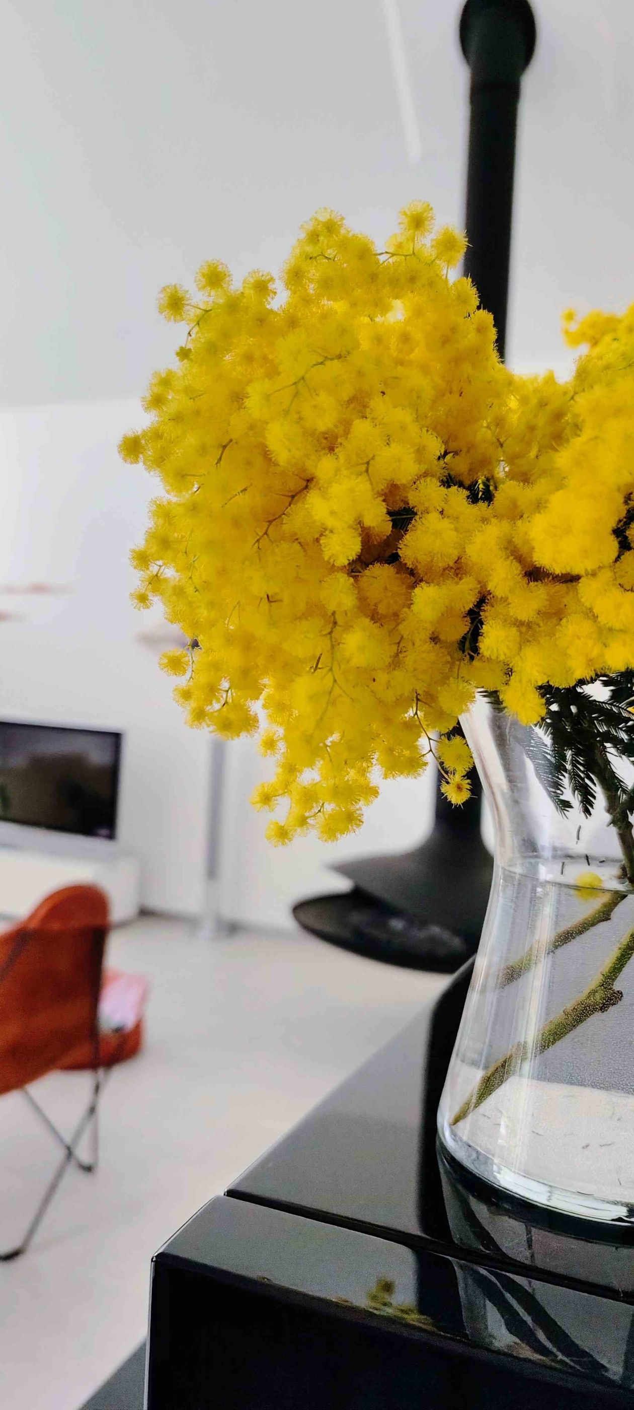 Mimosen