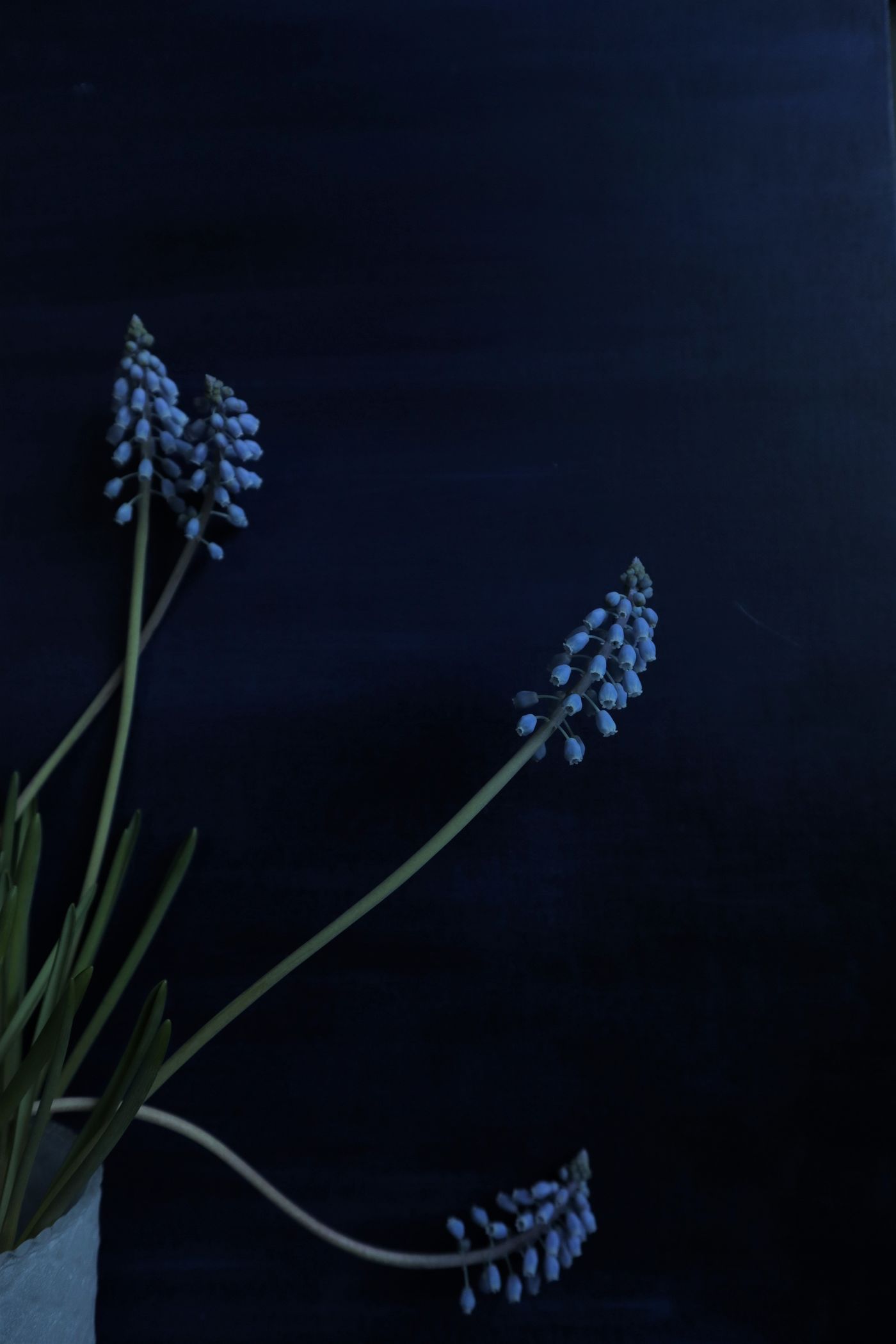 Muscari