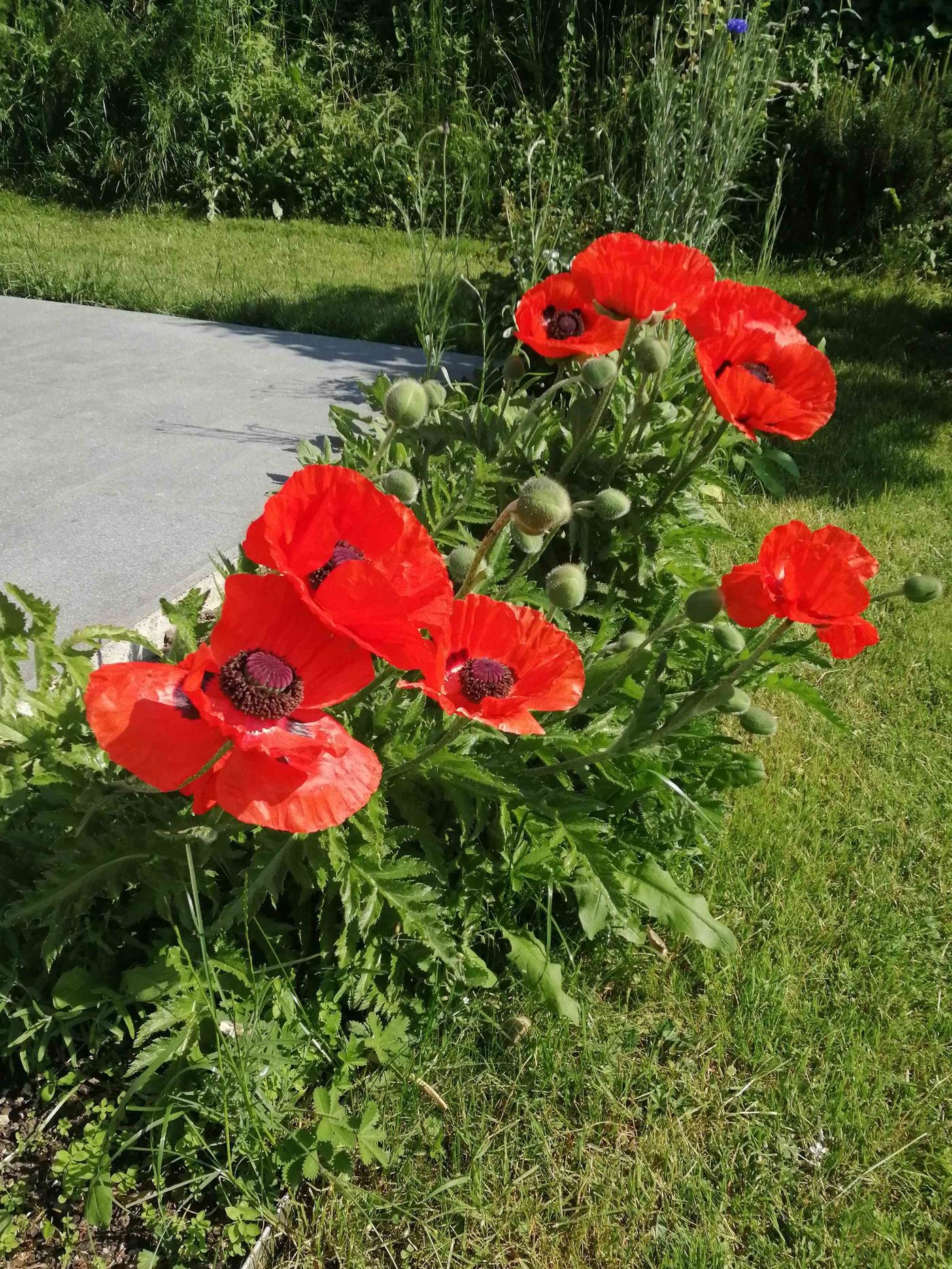 Mohn