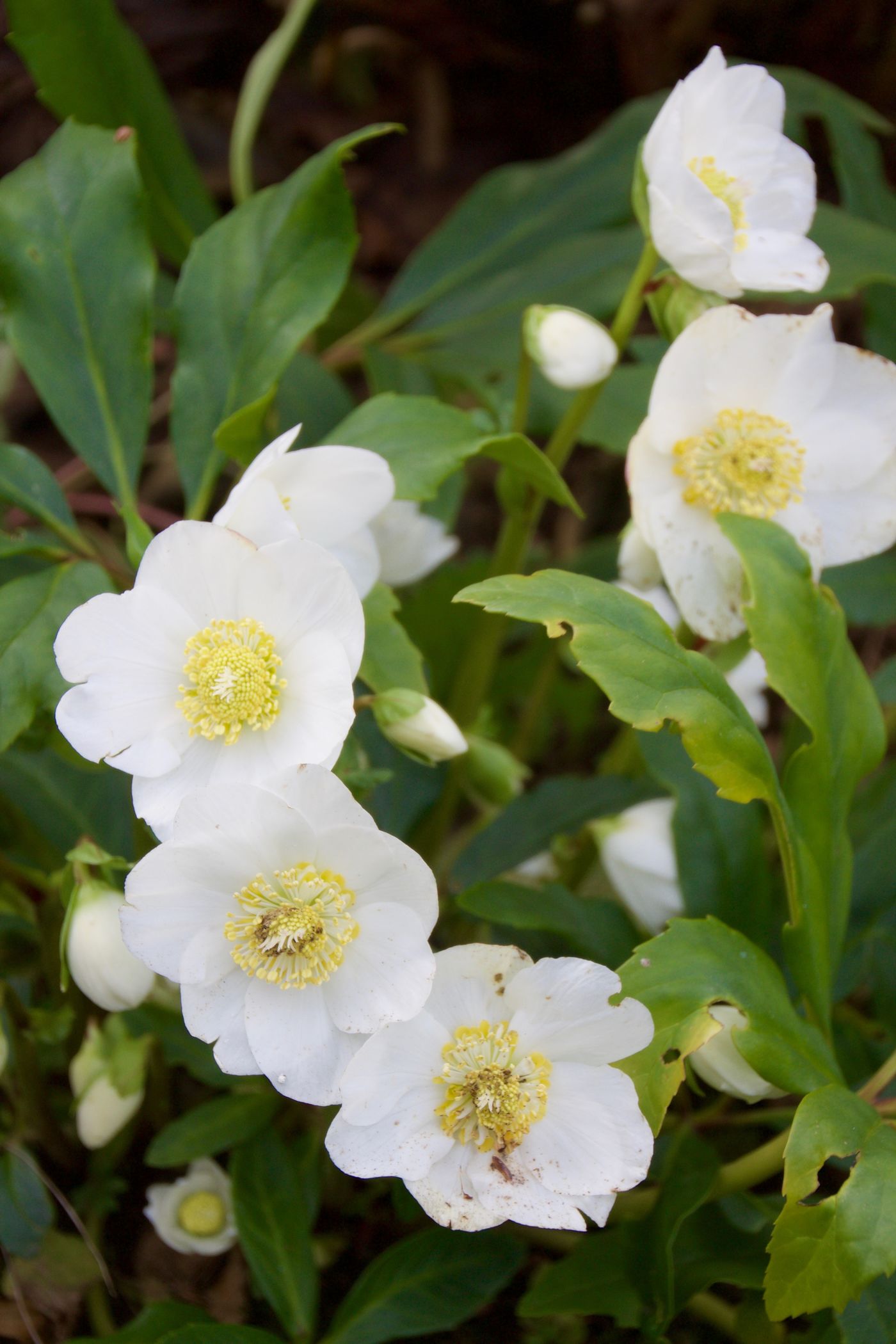 Helleborus