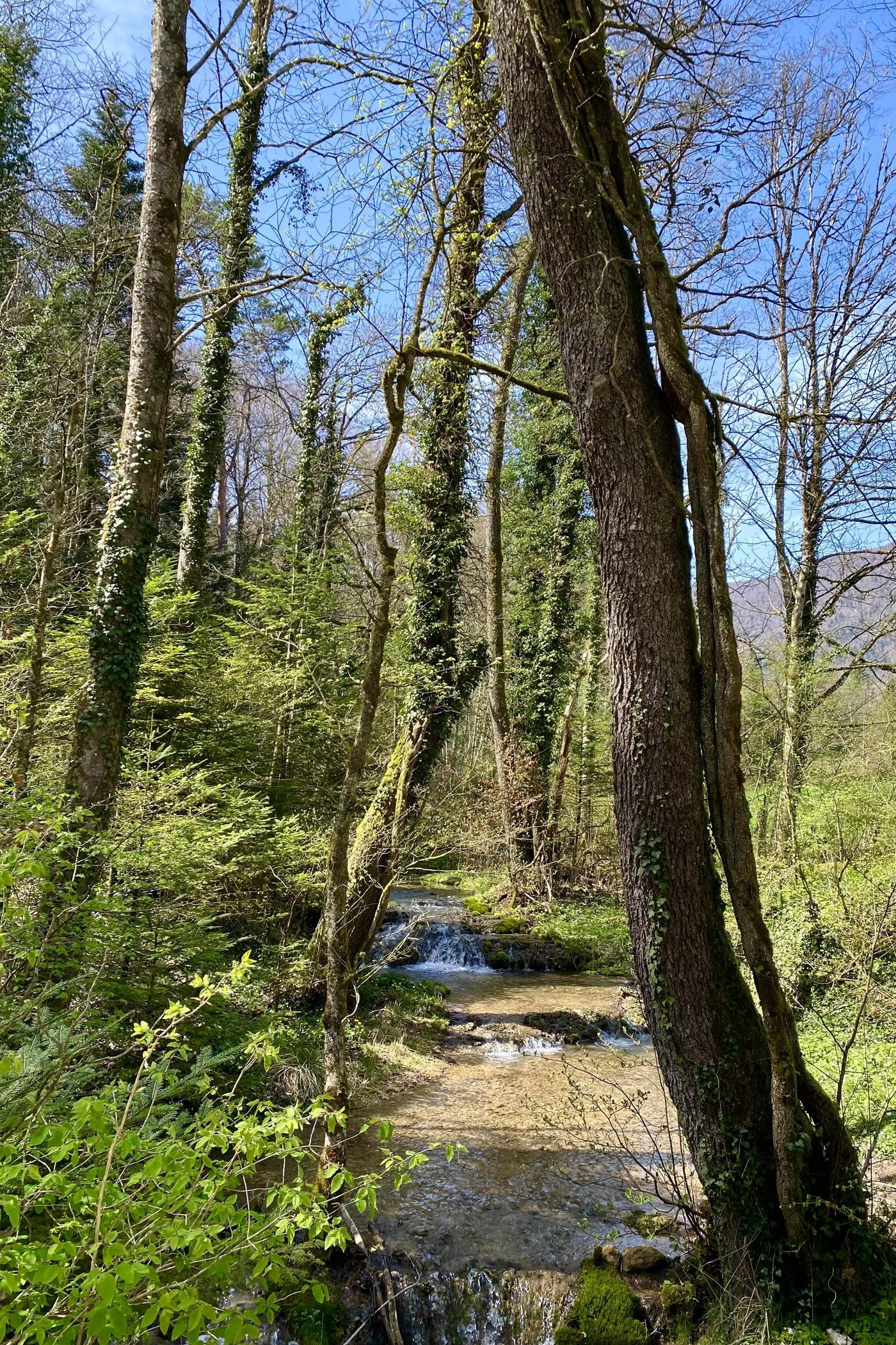 Waldspaziergang