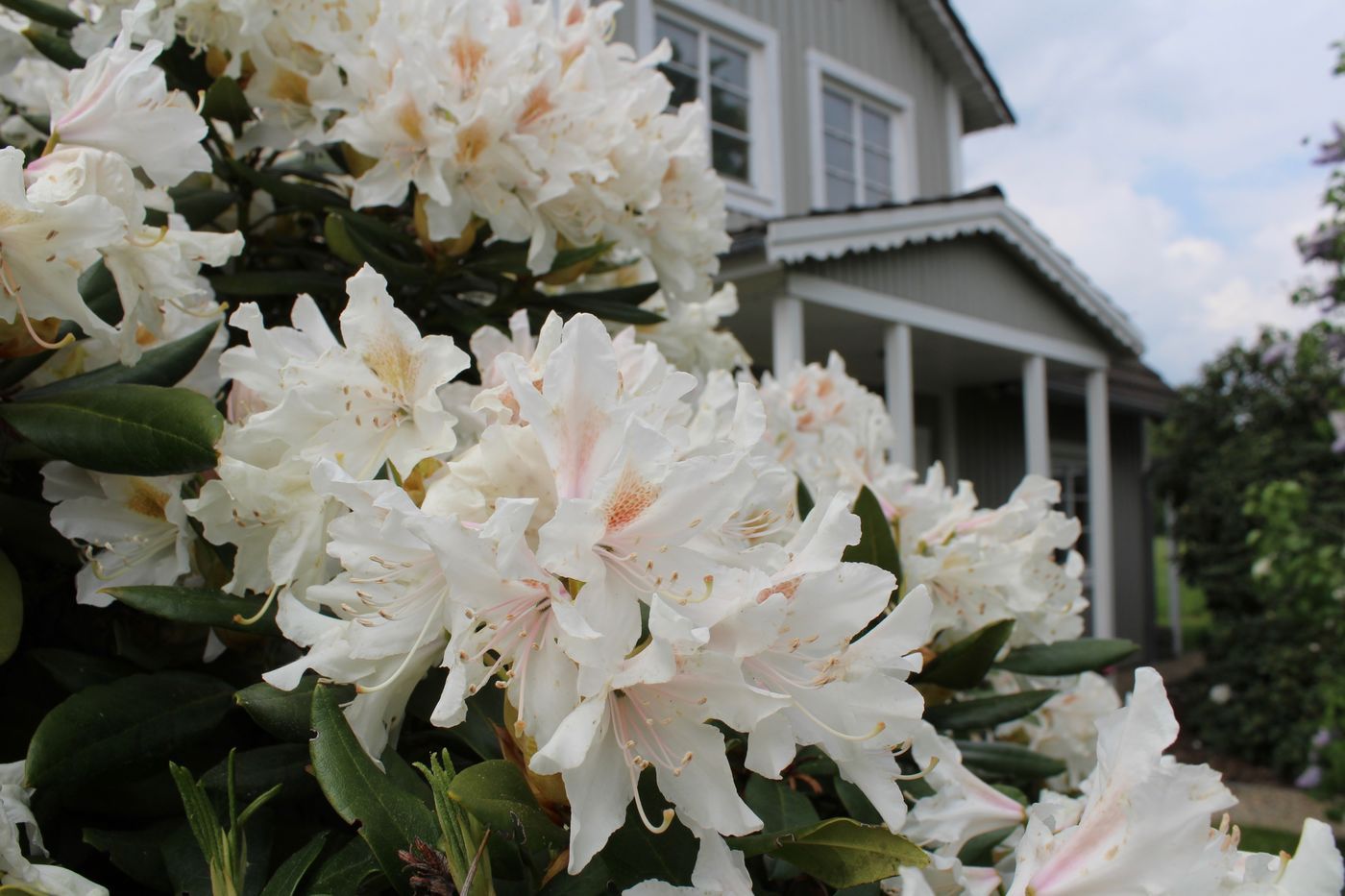 Rhododendron