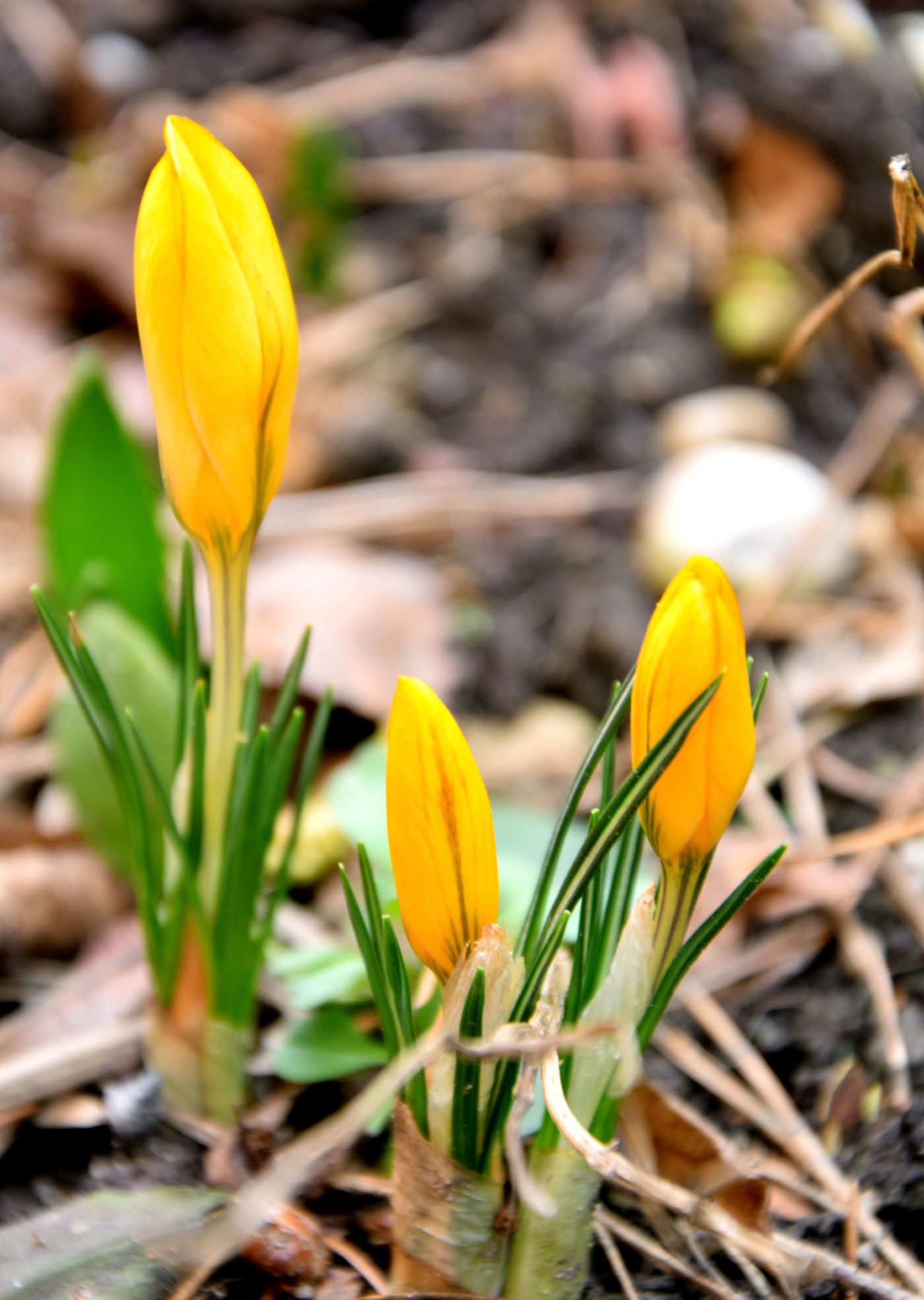 Krokus