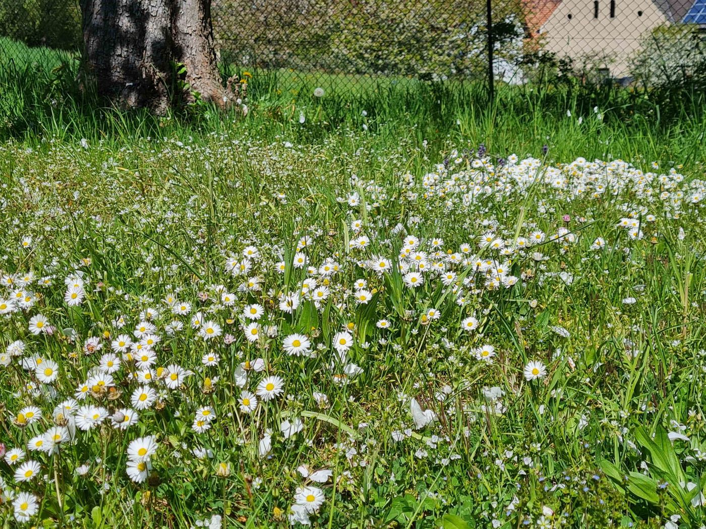 Gänseblümchen