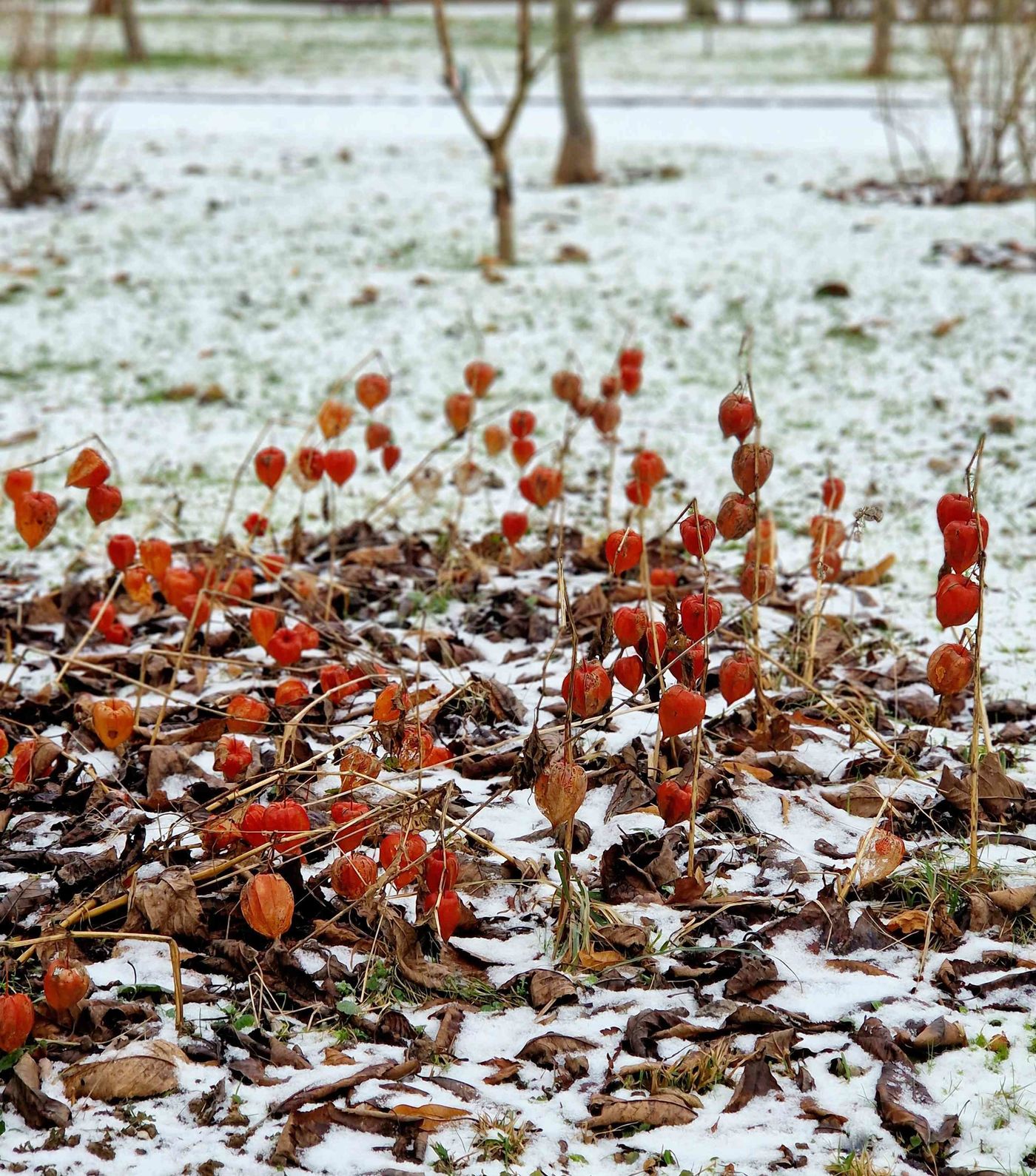 Lampionblumen