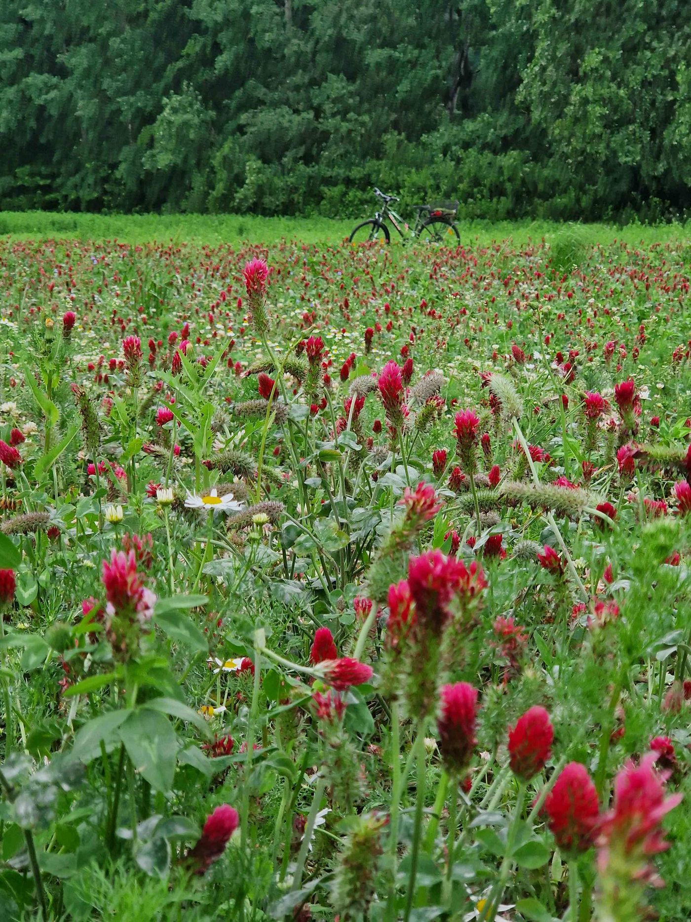 Wiesenblumen