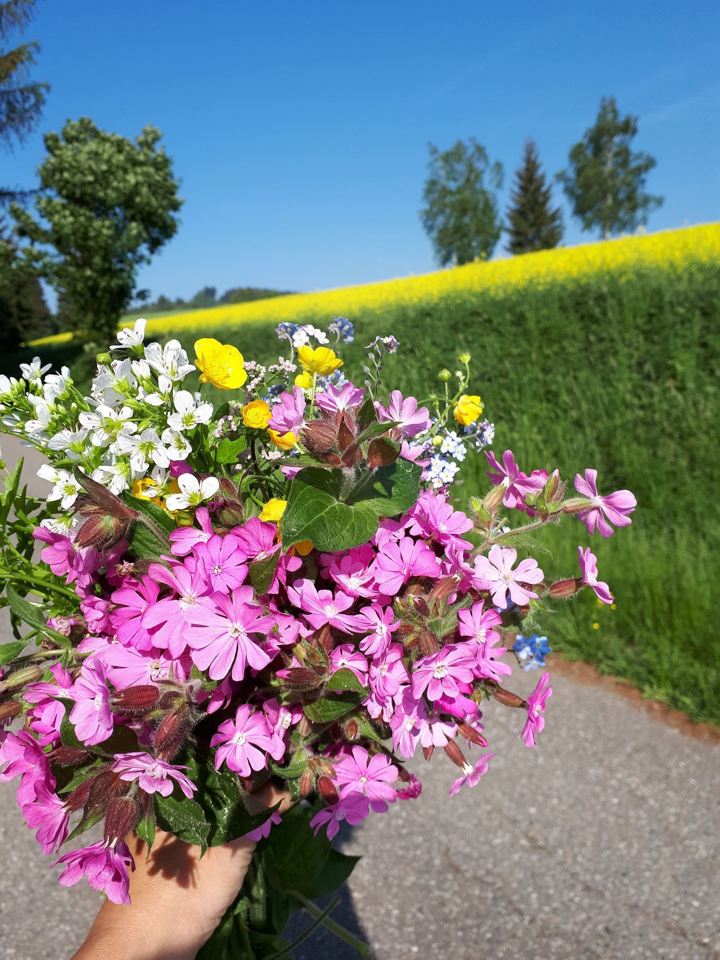 Traumwetter