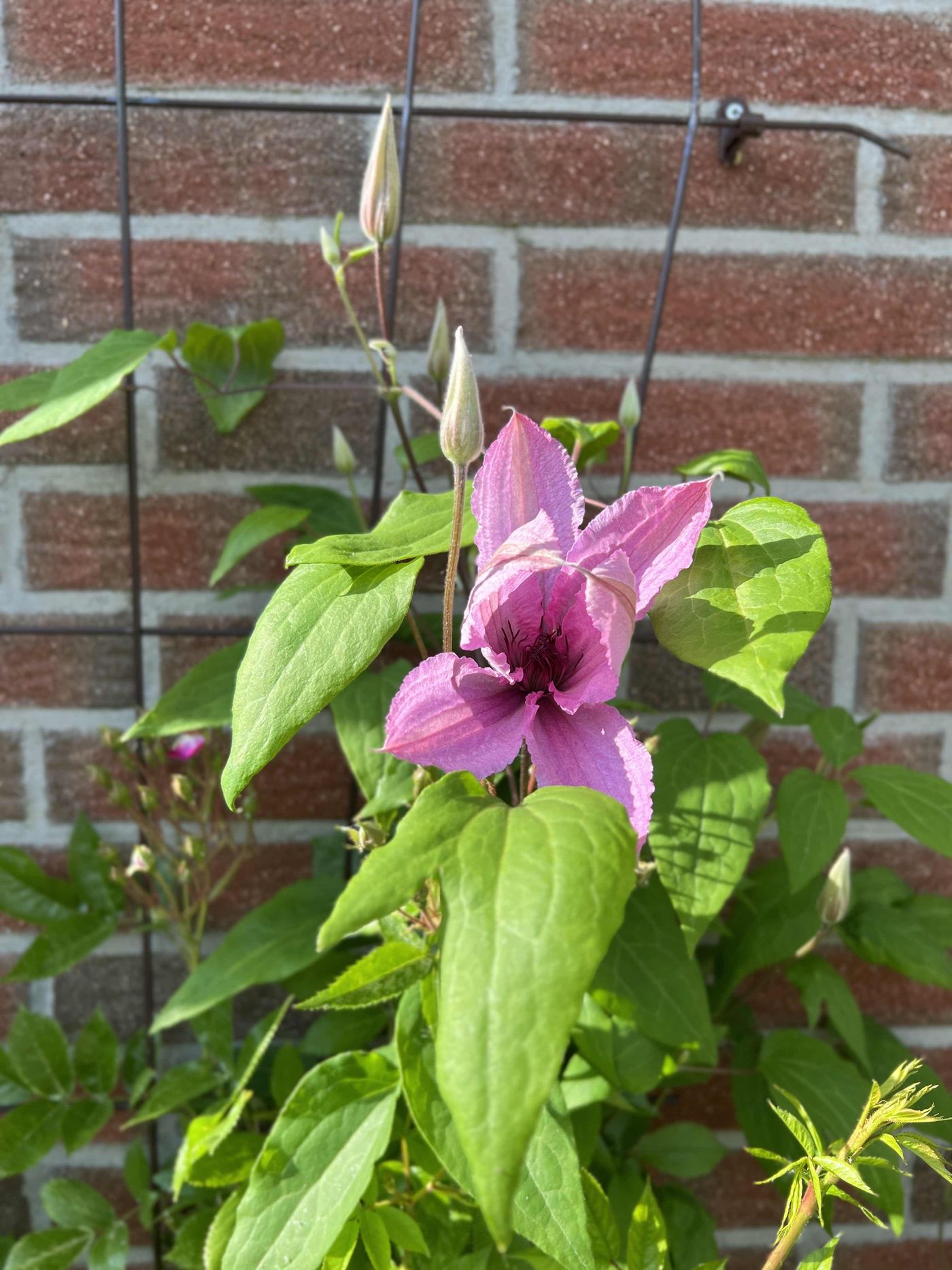 Clematis