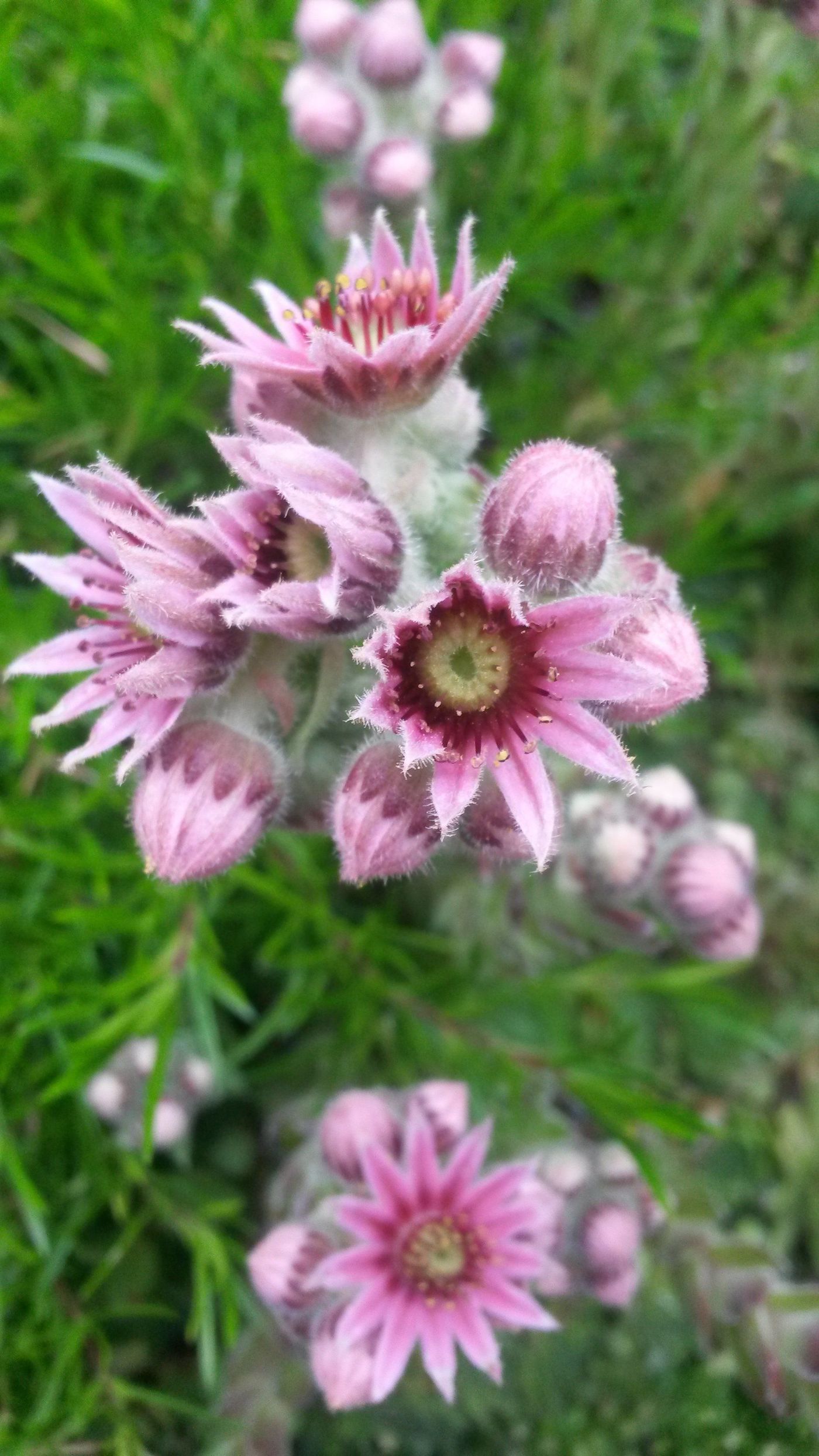 Garten im Juni