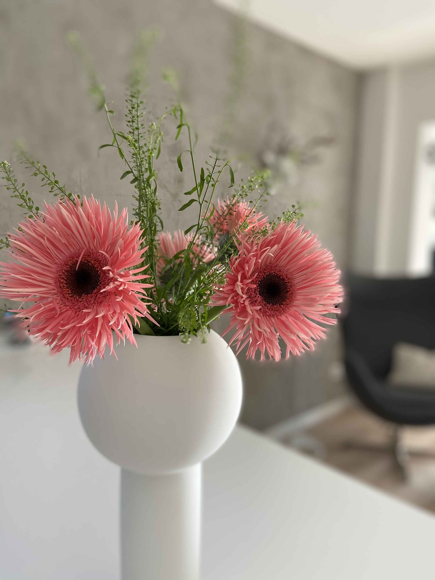 Gerbera