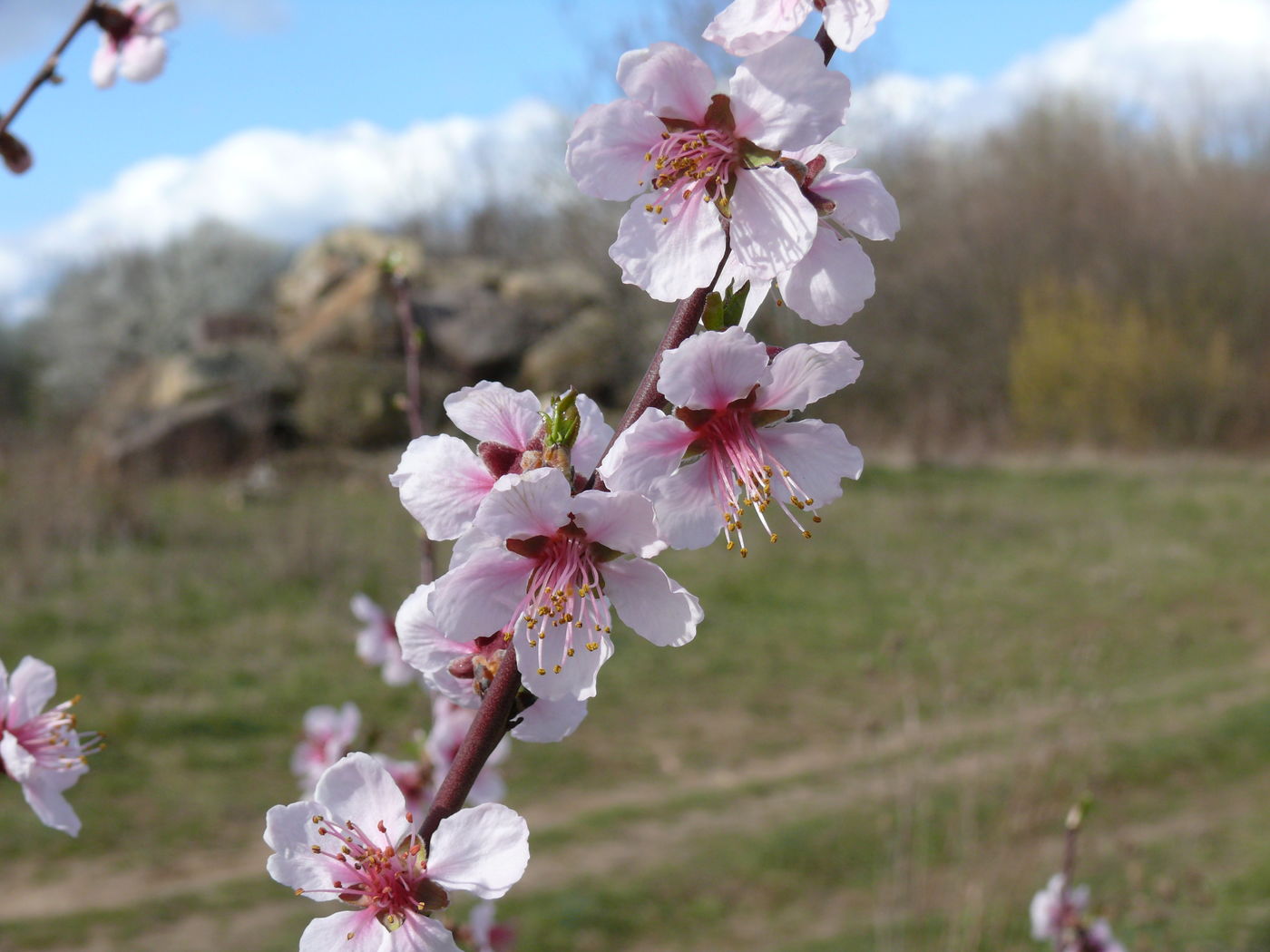 Pfirsichblüte