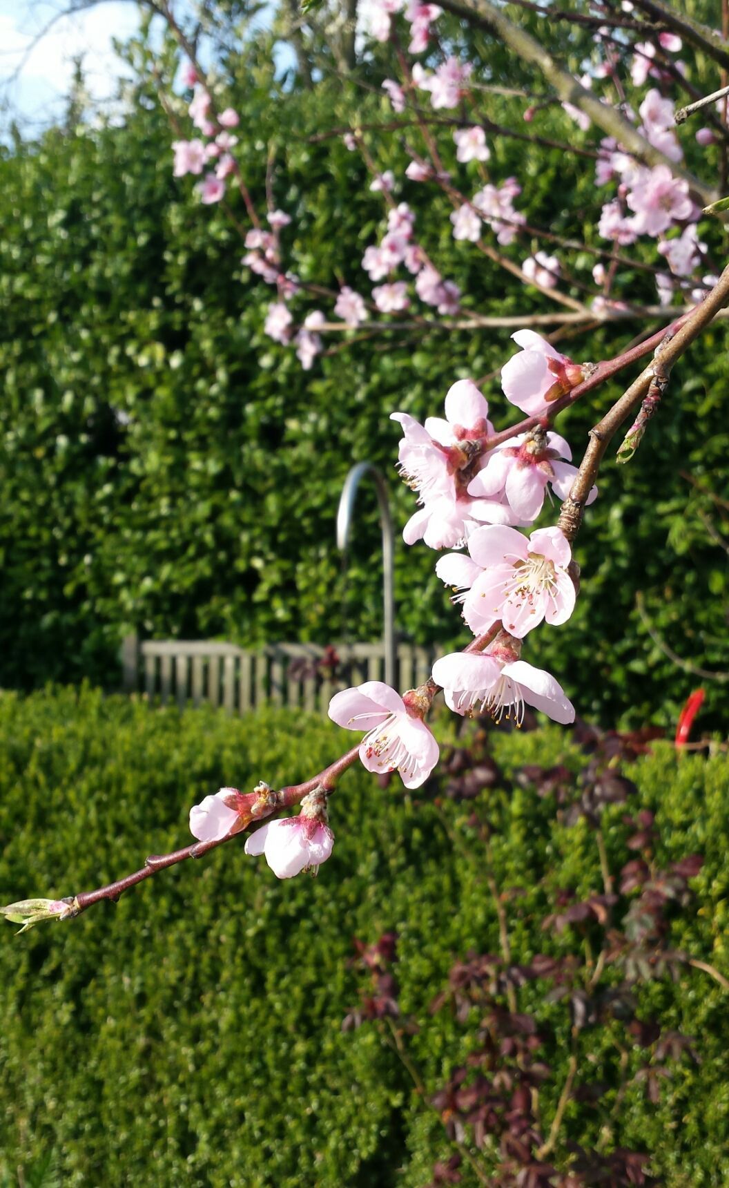 Pfirsichblüte