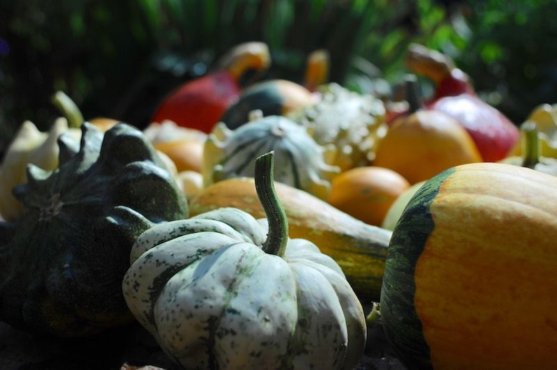 Herbstgarten