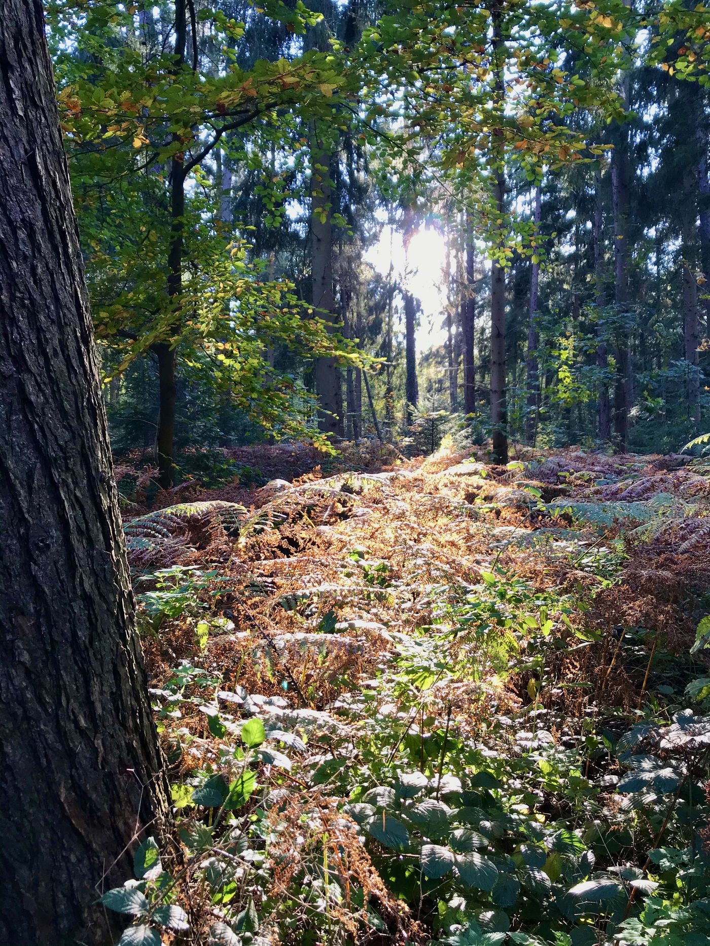 Herbstwald