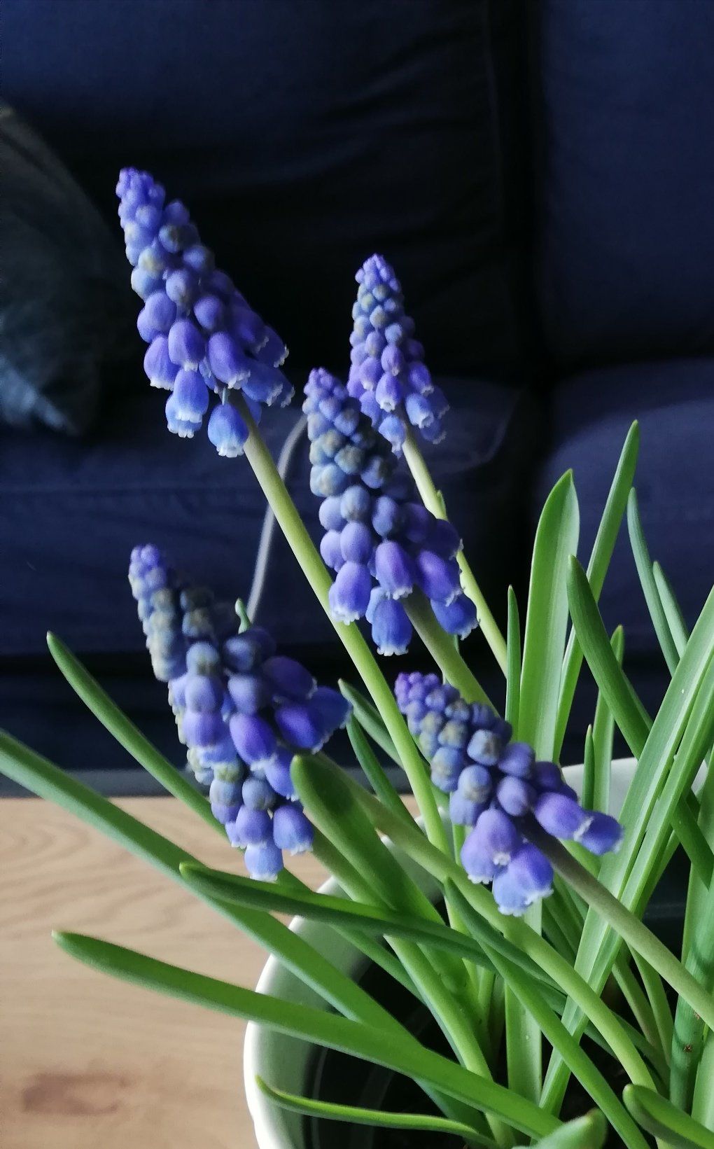 Muscari