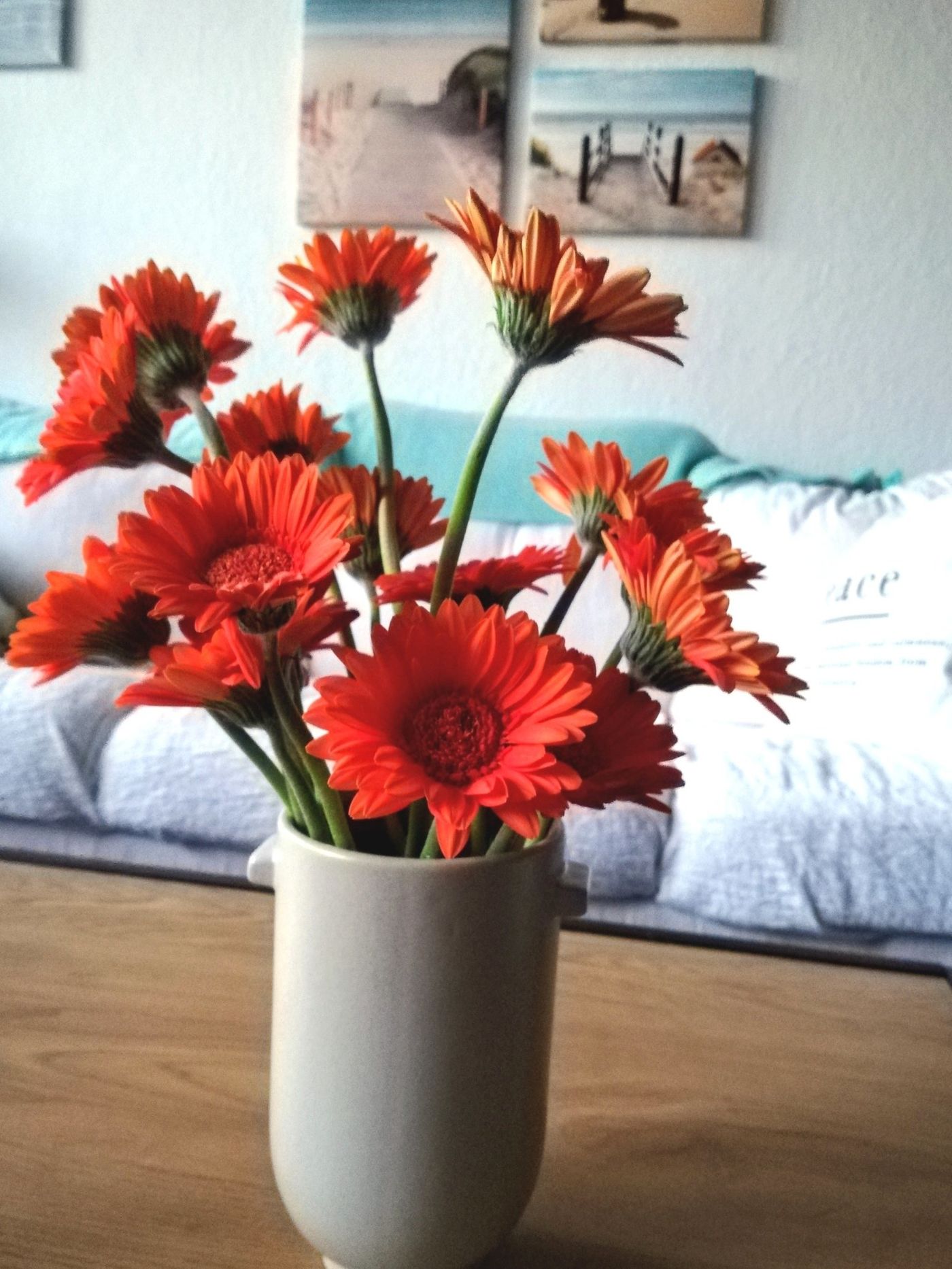 Gerbera