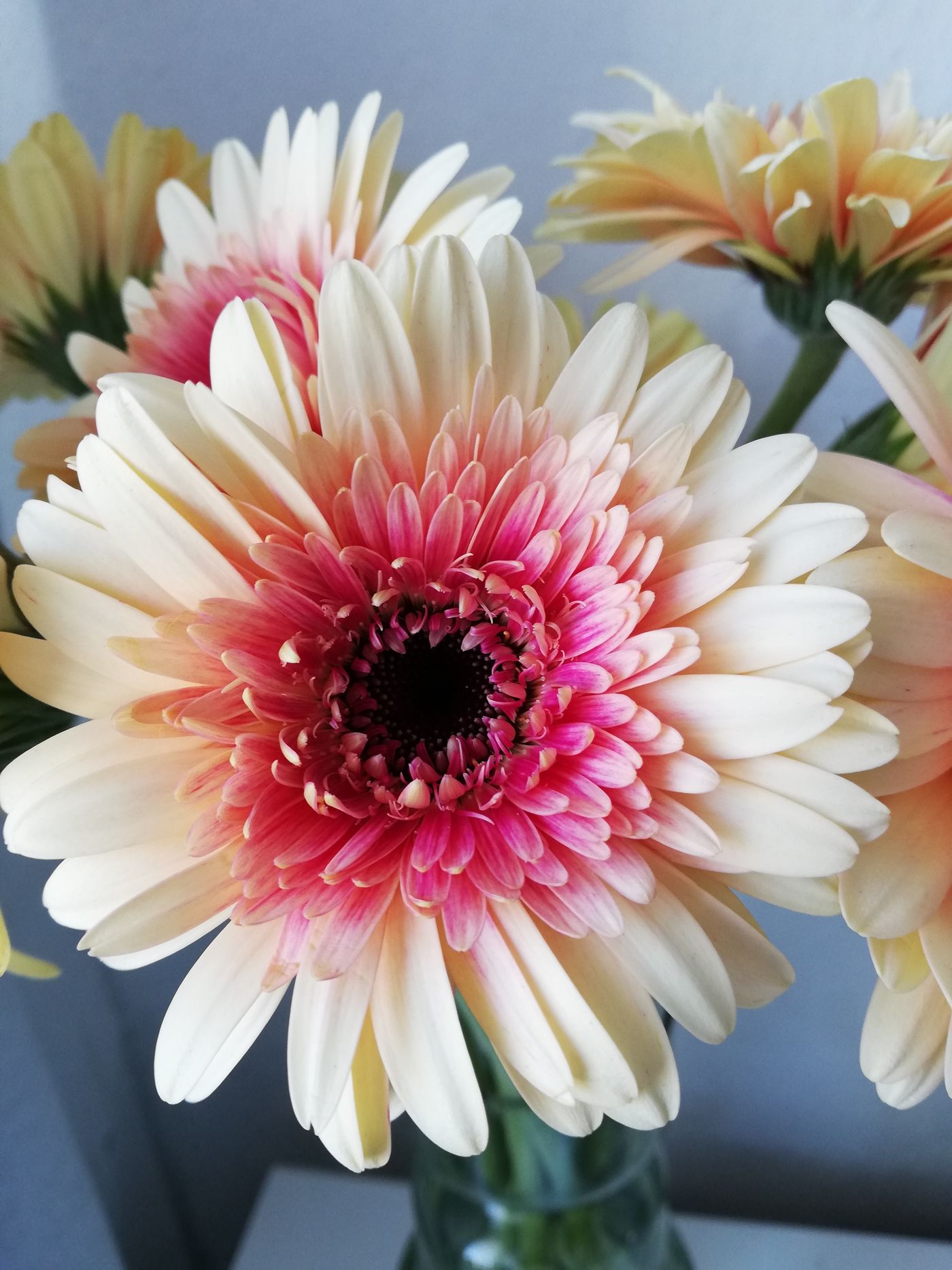 Gerbera