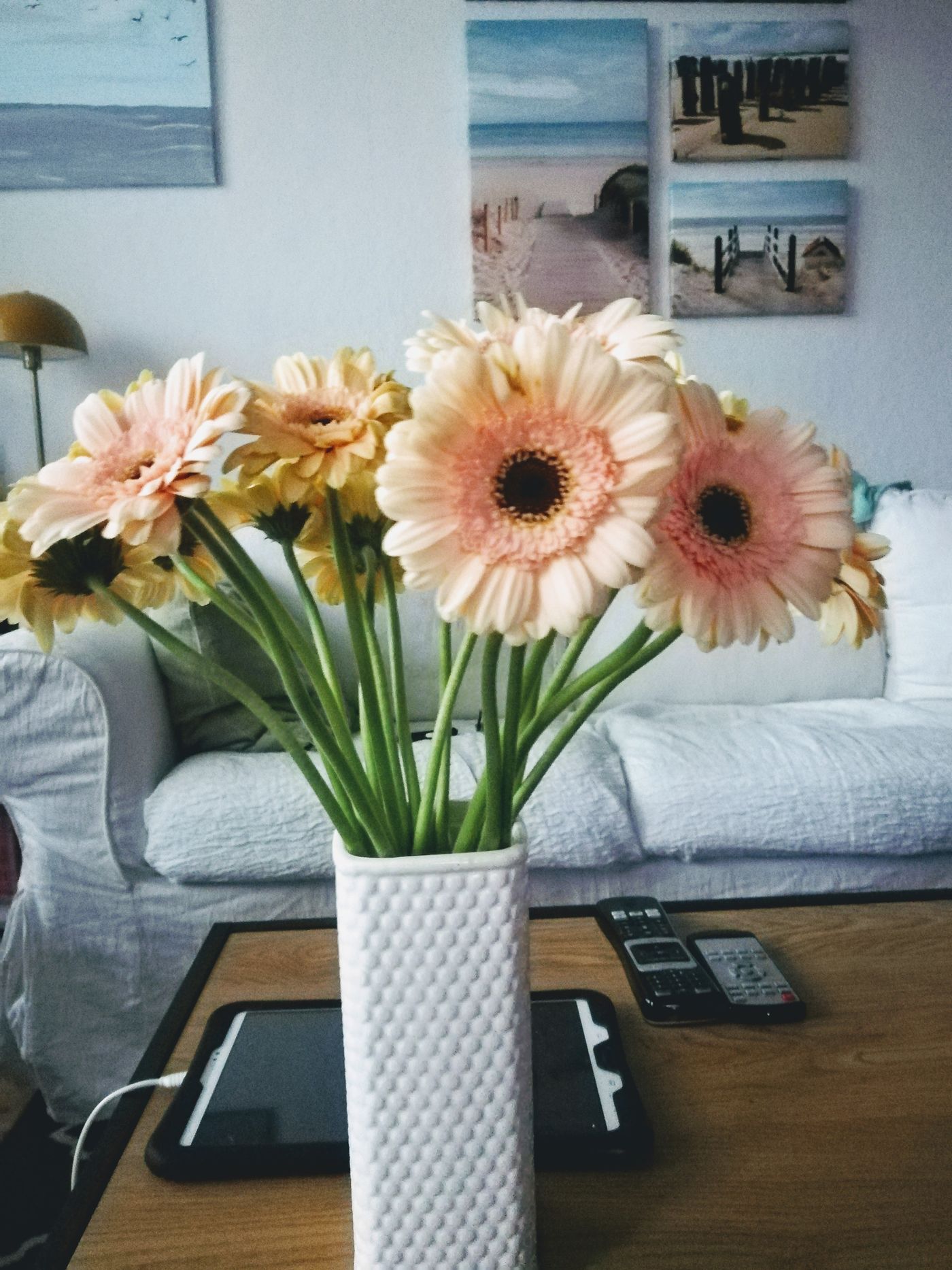 Gerbera