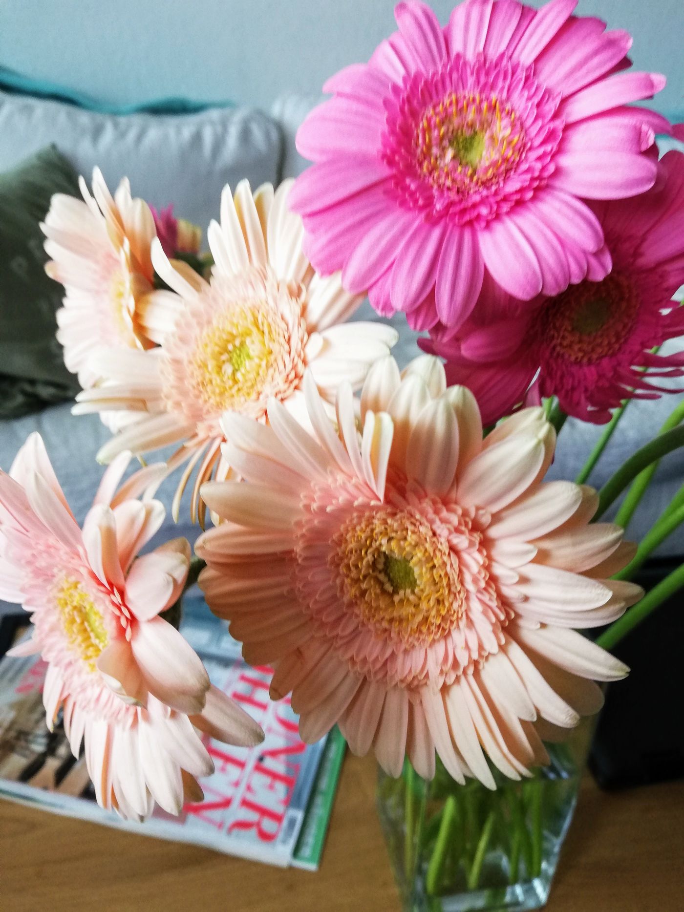 Gerbera