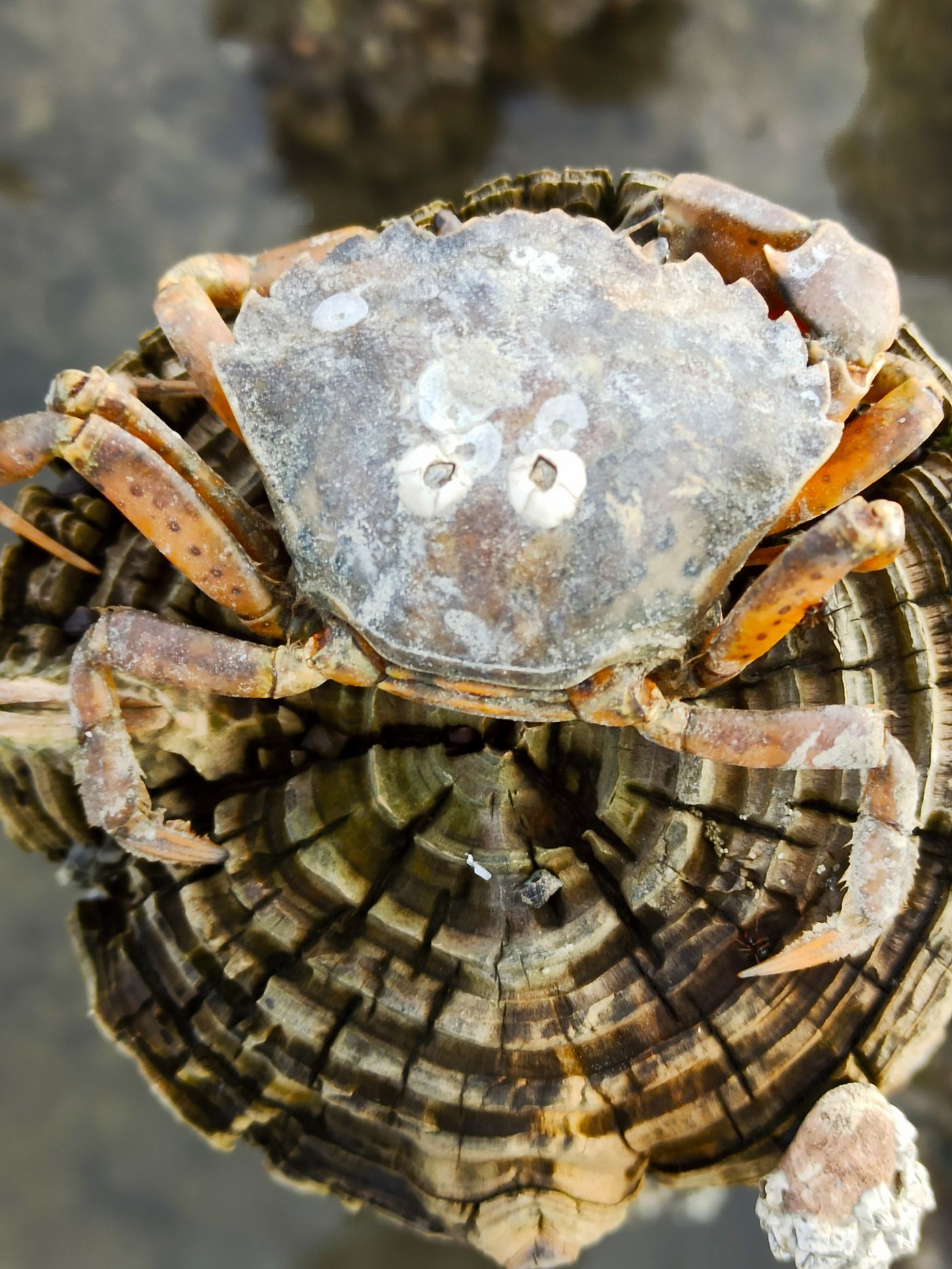 Wattenmeer