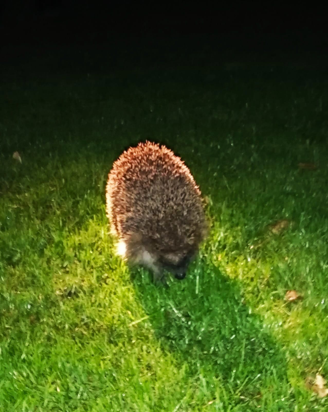 Igel