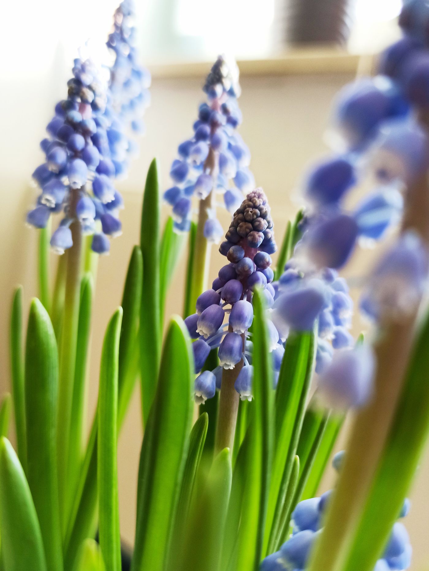 Muscari