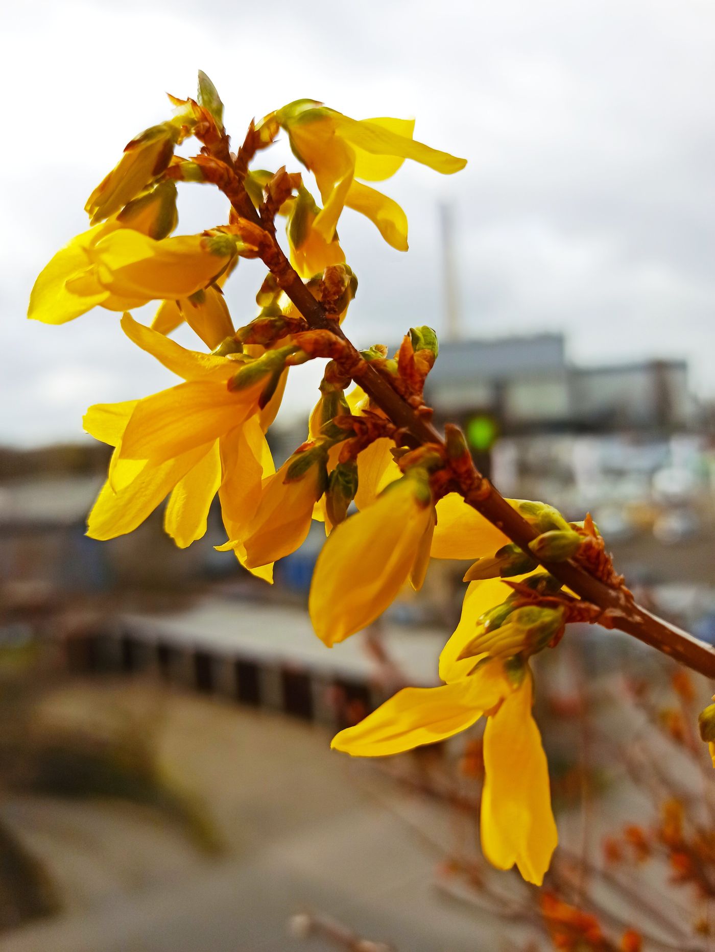 Forsythien