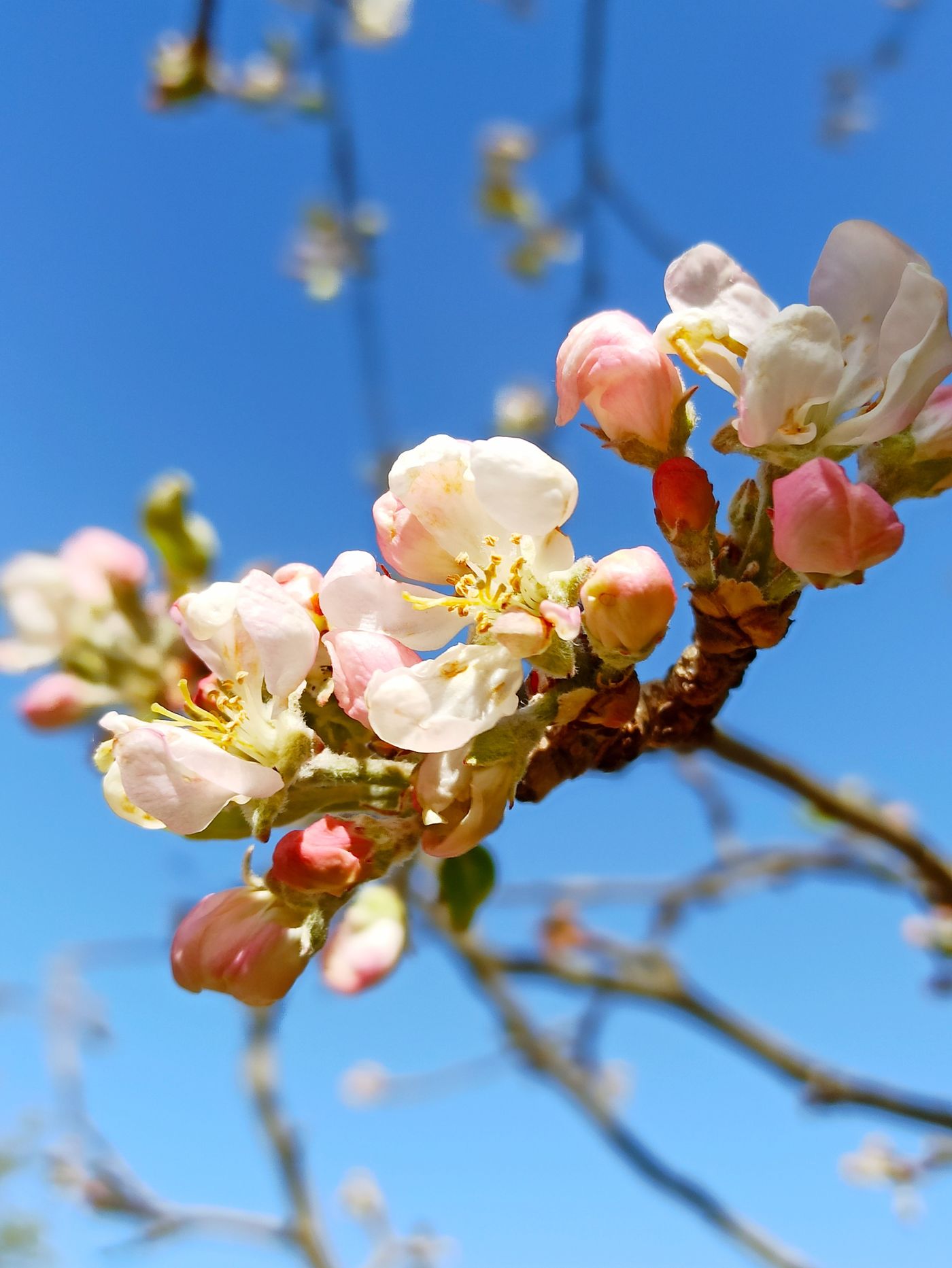 Apfelblüten