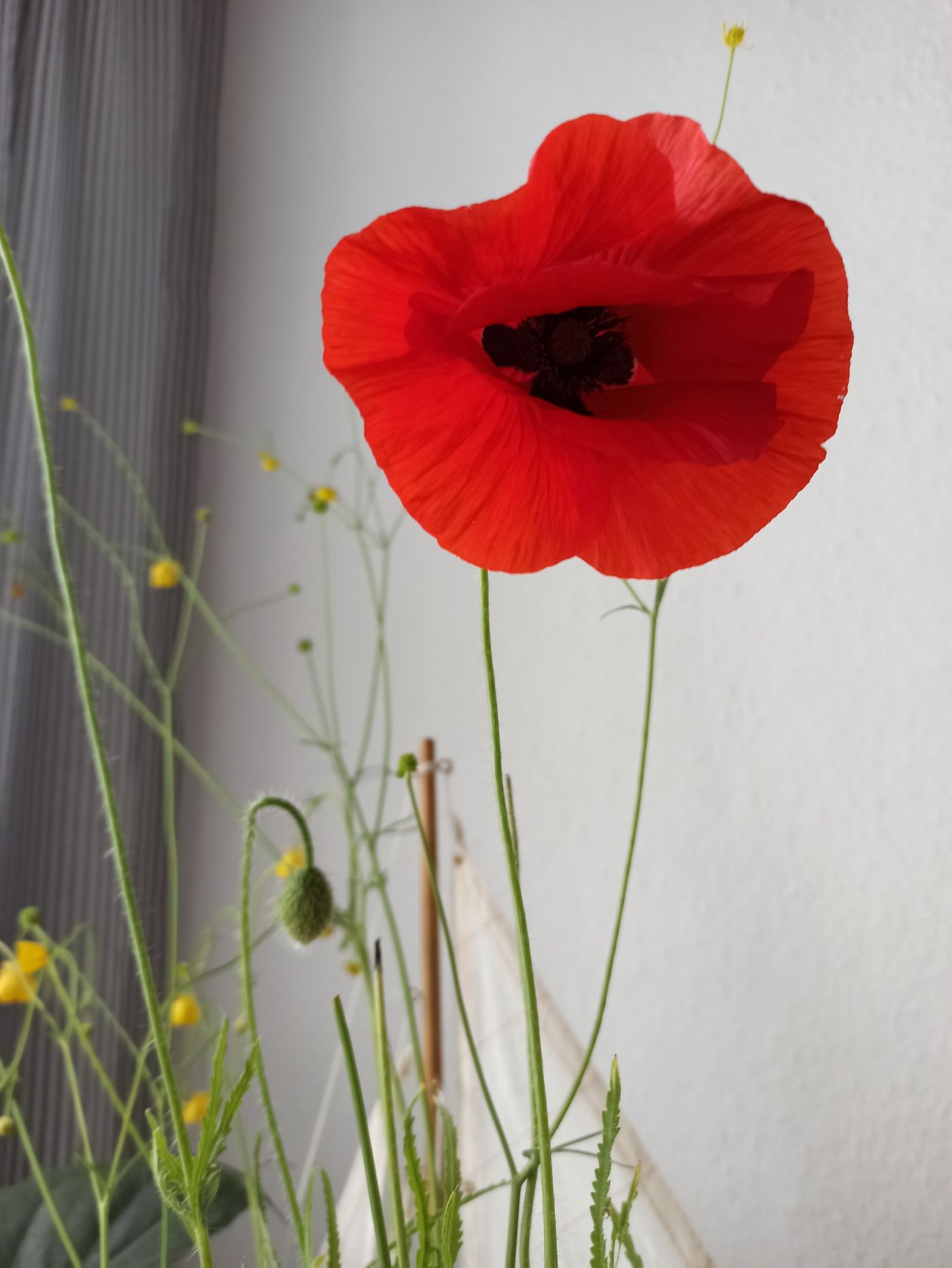 Mohn