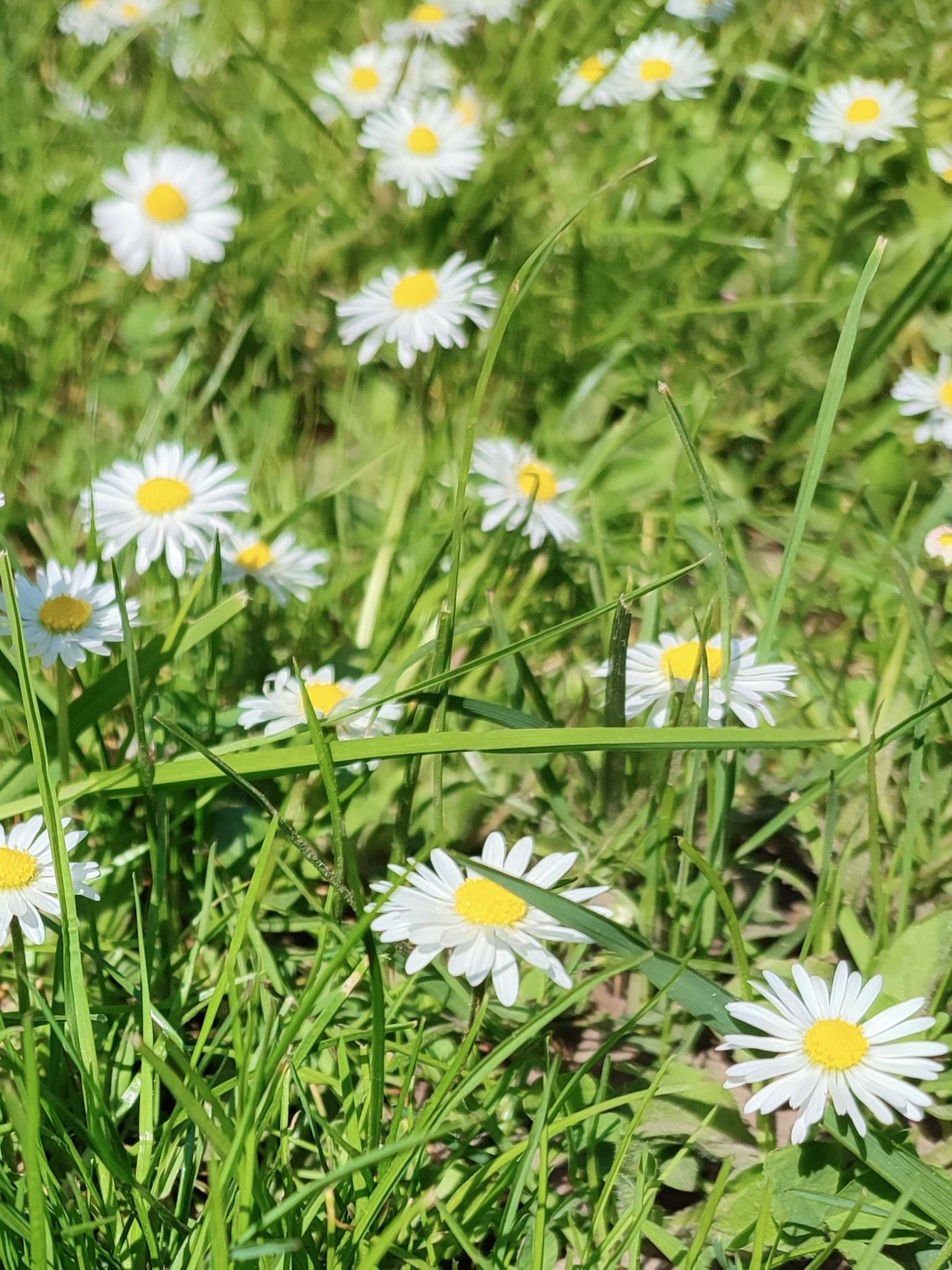 Gänseblümchen